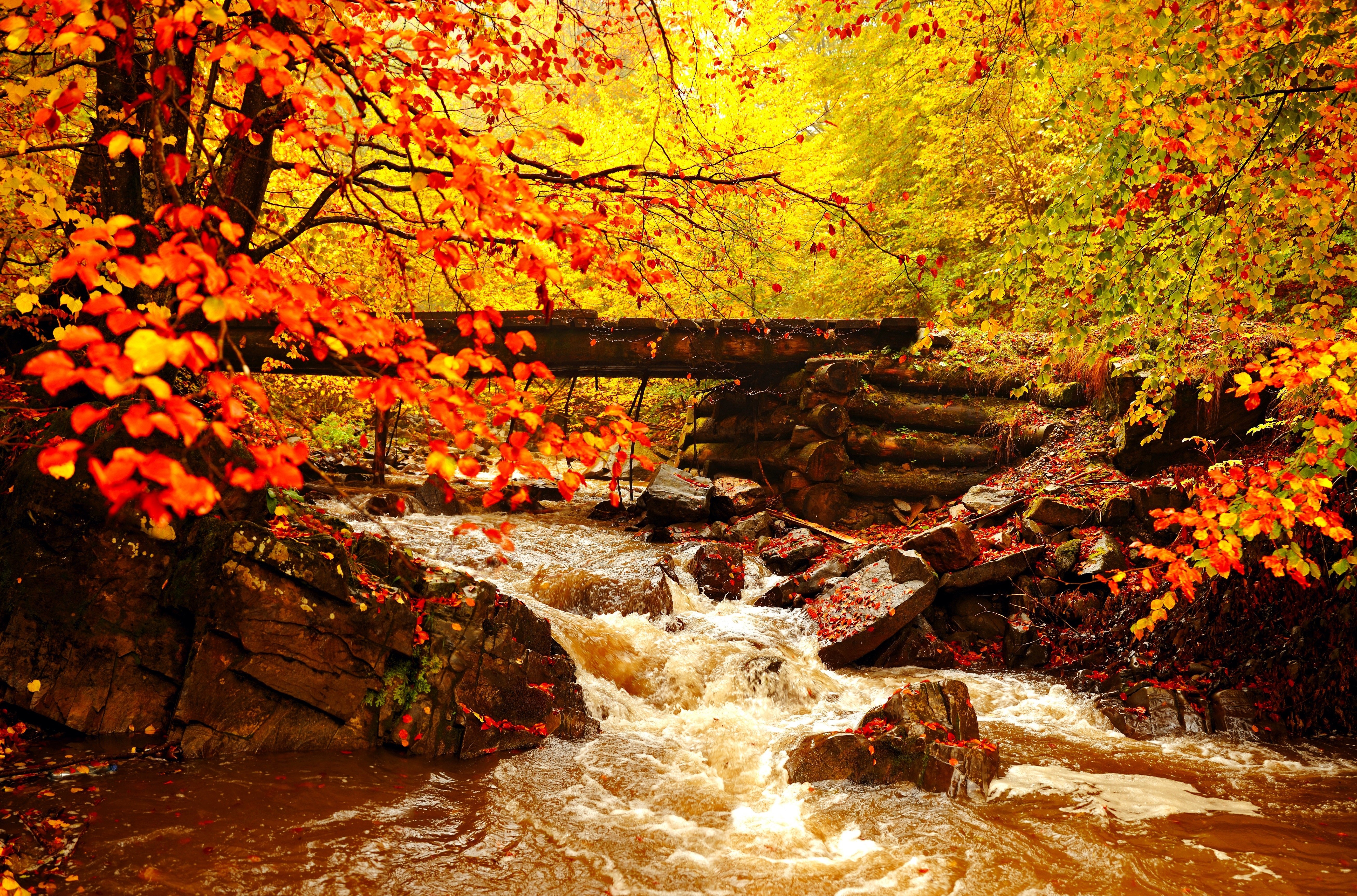 Download mobile wallpaper Forest, Tree, Leaf, Fall, Earth, Bridge, Stream for free.