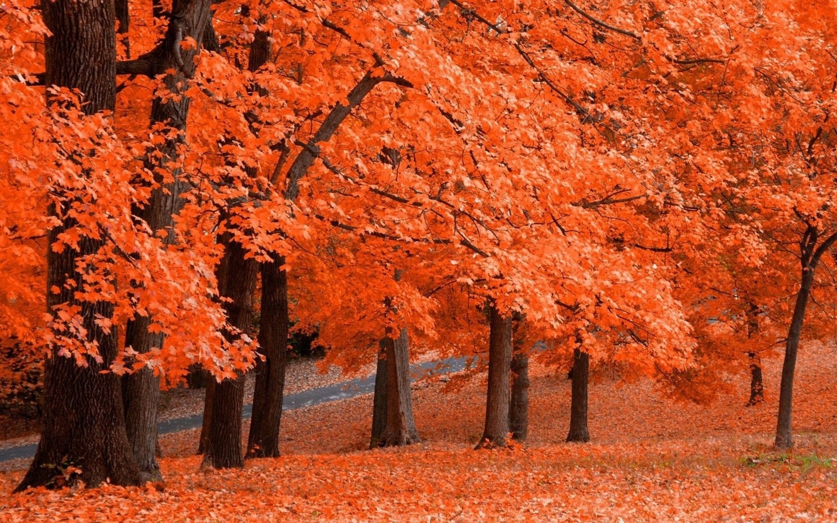 Laden Sie das Herbst, Landschaft, Bäume-Bild kostenlos auf Ihren PC-Desktop herunter