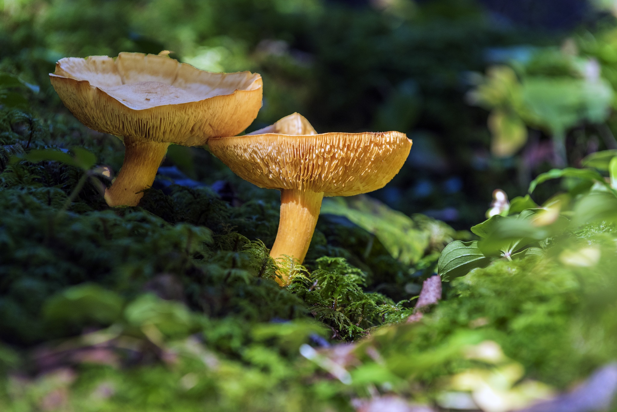 Descarga gratuita de fondo de pantalla para móvil de Naturaleza, Otoño, Champiñón, Tierra/naturaleza, Macrofotografía.