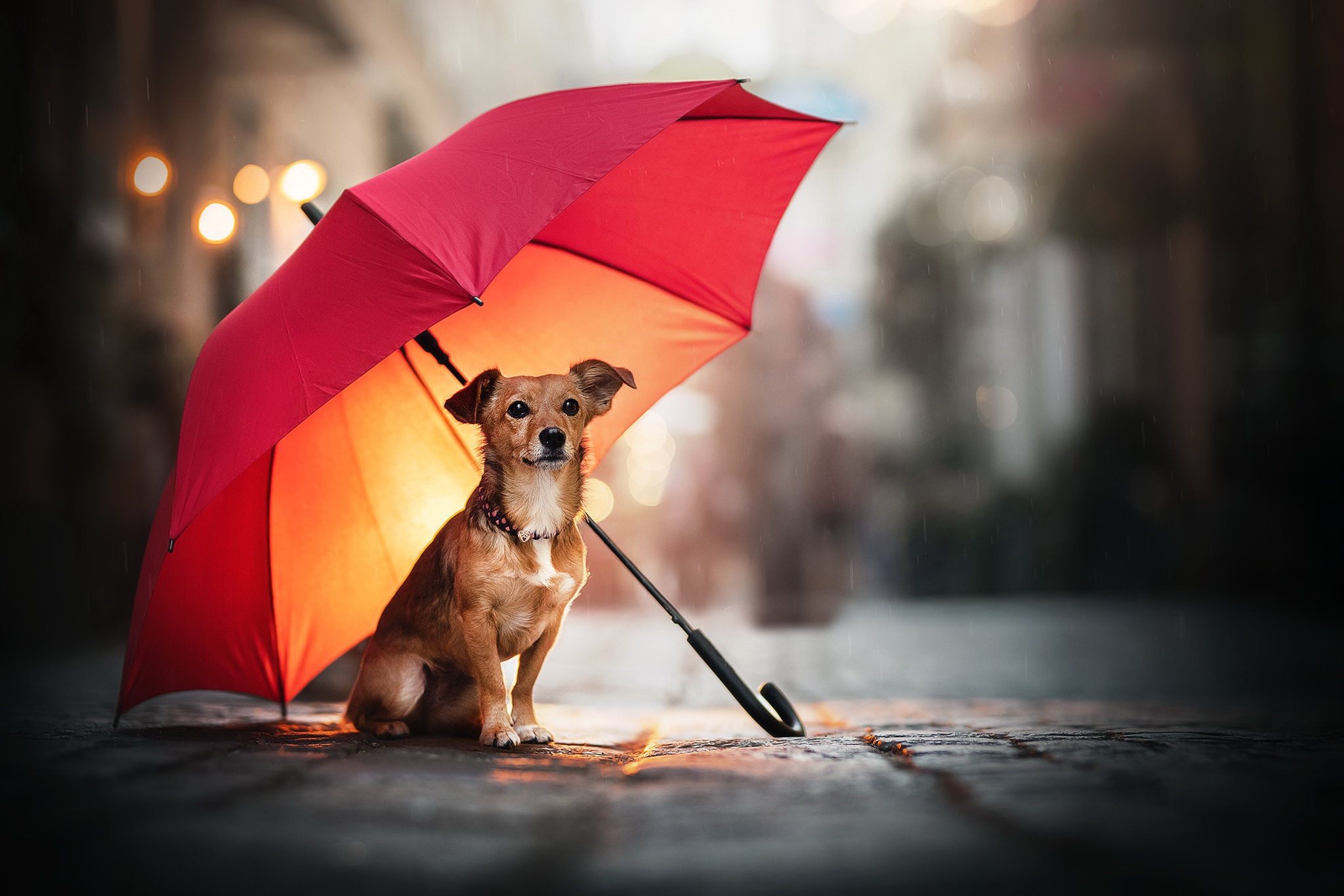 Baixar papel de parede para celular de Animais, Cães, Cão, Guarda Chuva, Profundidade De Campo gratuito.