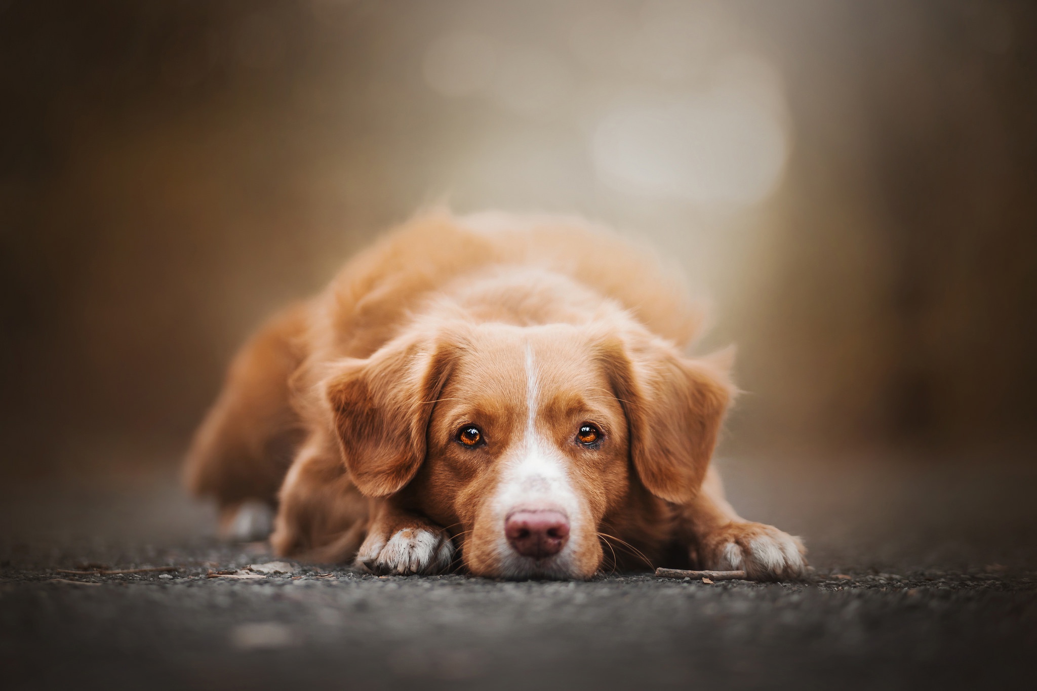 Download mobile wallpaper Dogs, Dog, Animal, Stare, Depth Of Field for free.