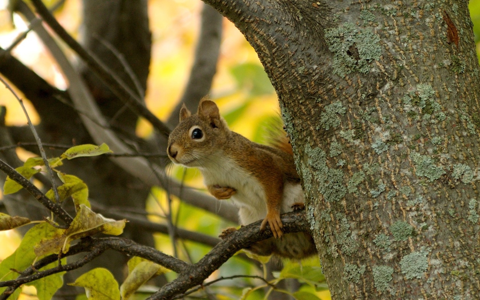  Squirrel HD Android Wallpapers
