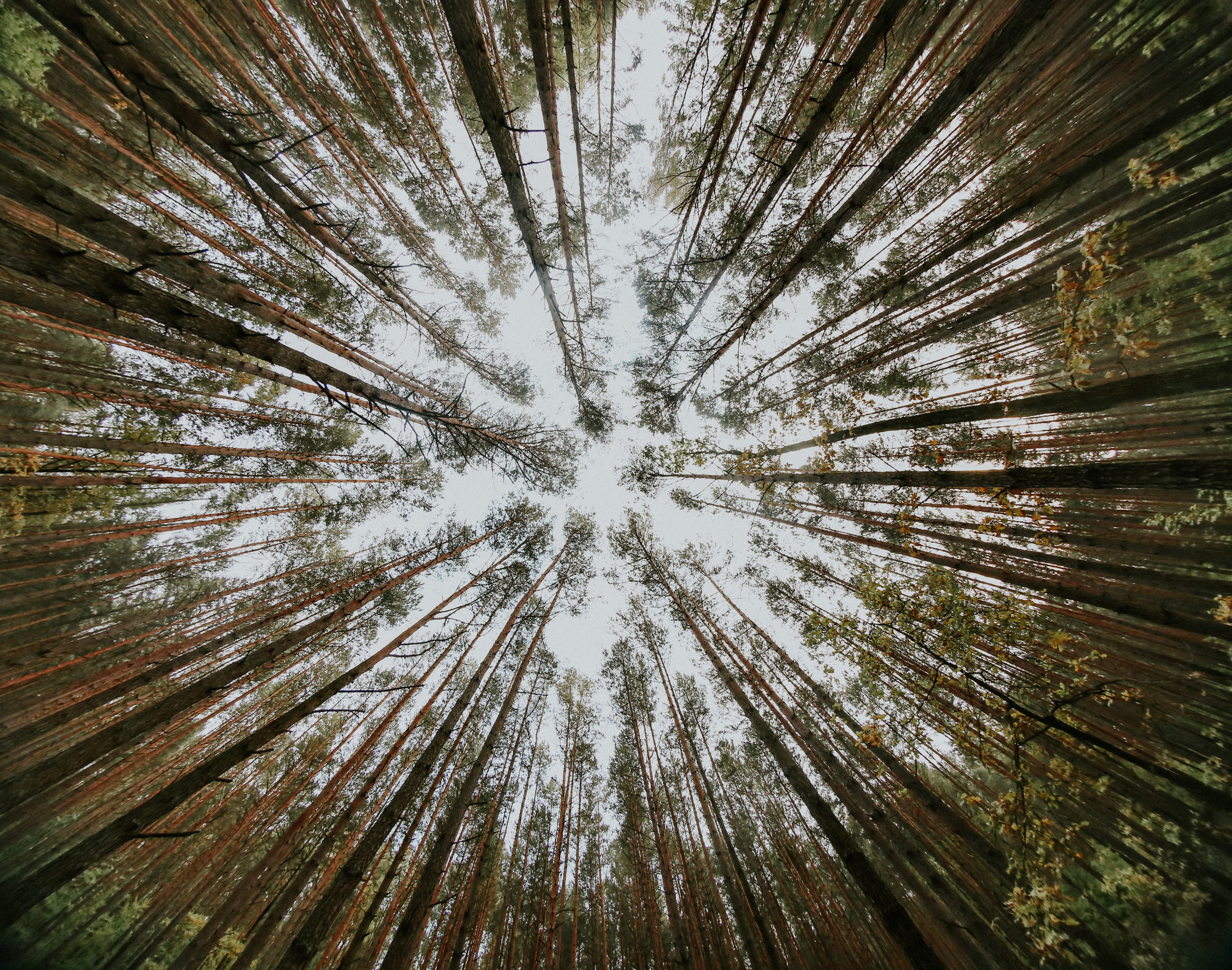 Free download wallpaper Trees, Pine, Bottom View, Nature on your PC desktop