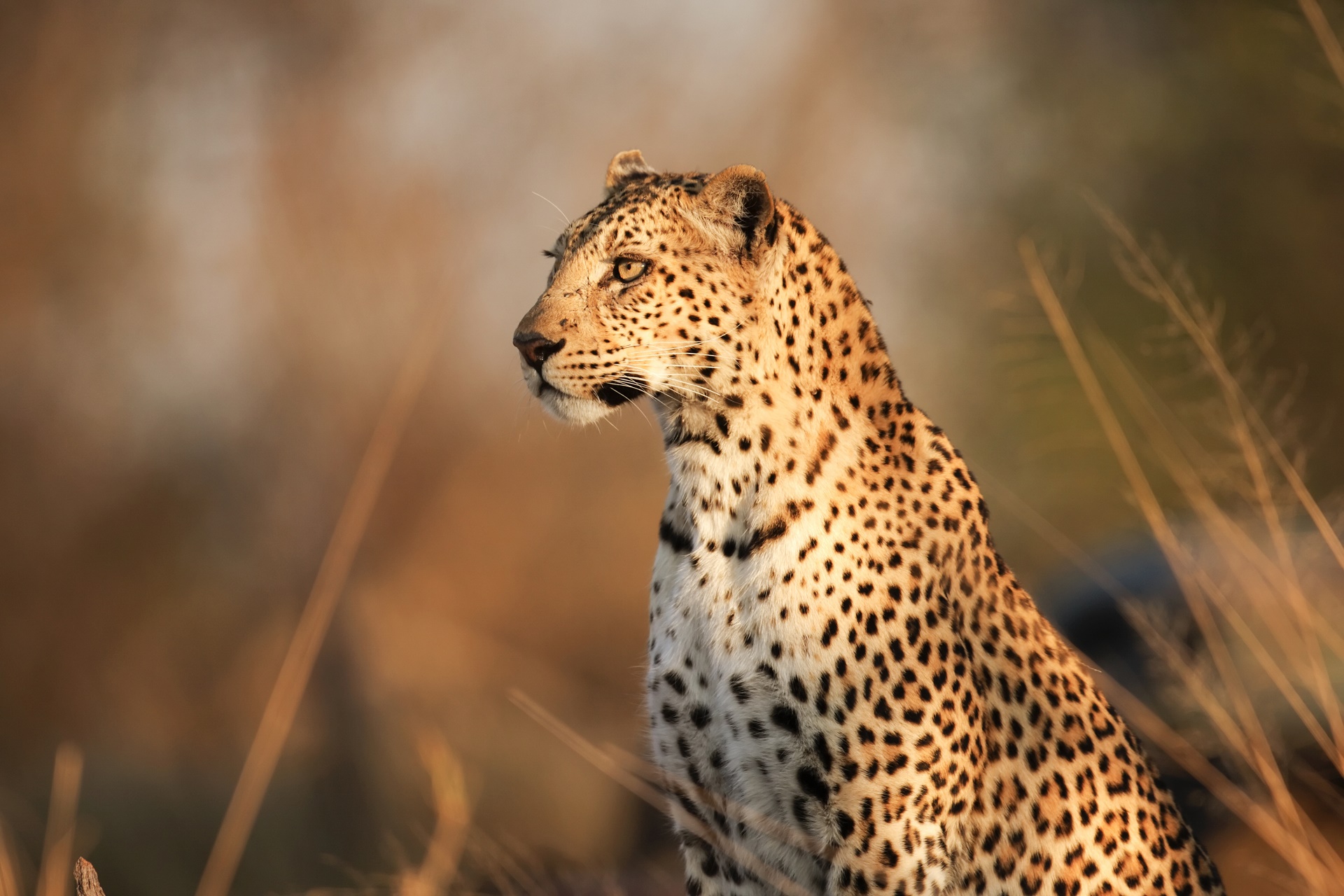 Free download wallpaper Leopard, Cats, Animal on your PC desktop