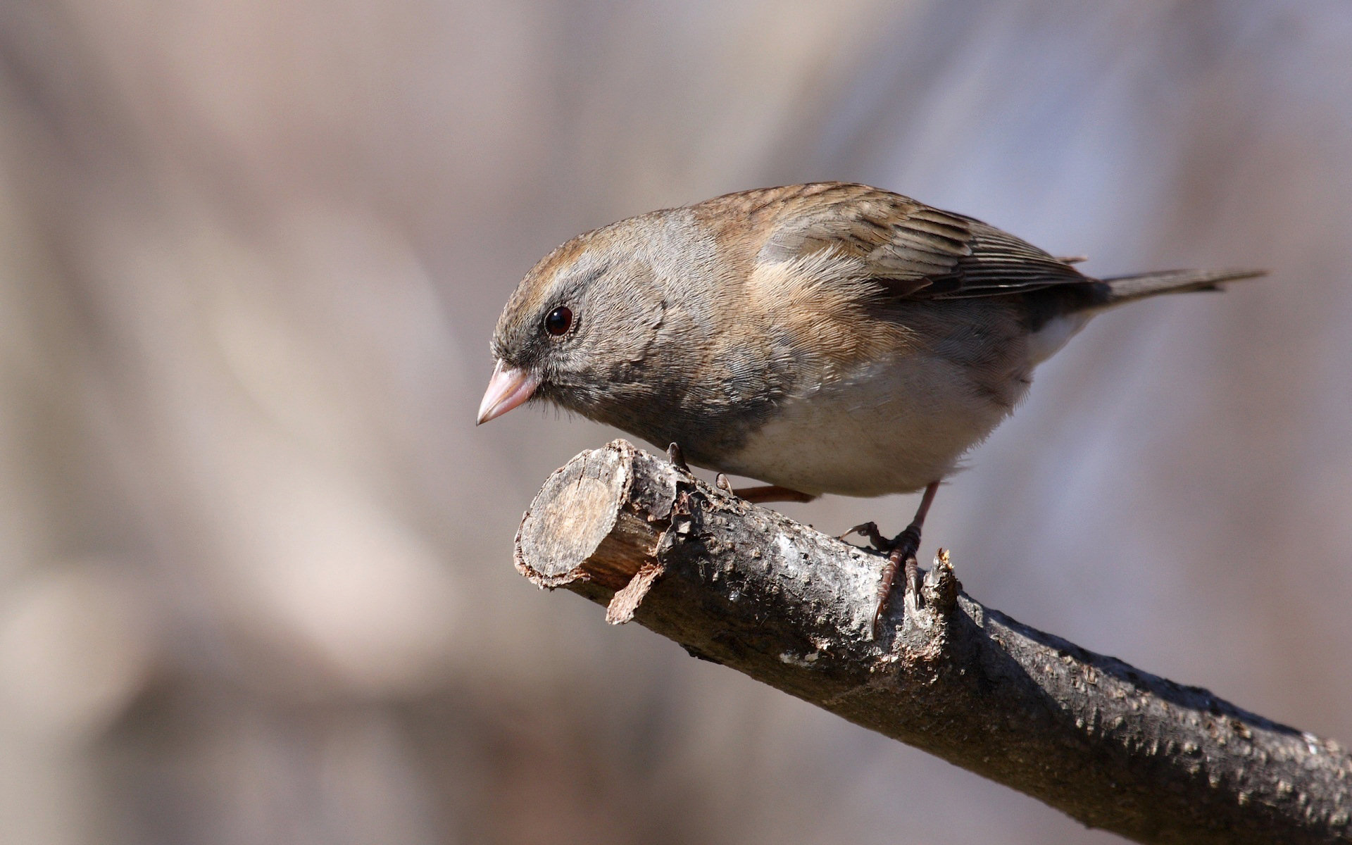 Baixe gratuitamente a imagem Animais, Aves, Pássaro na área de trabalho do seu PC