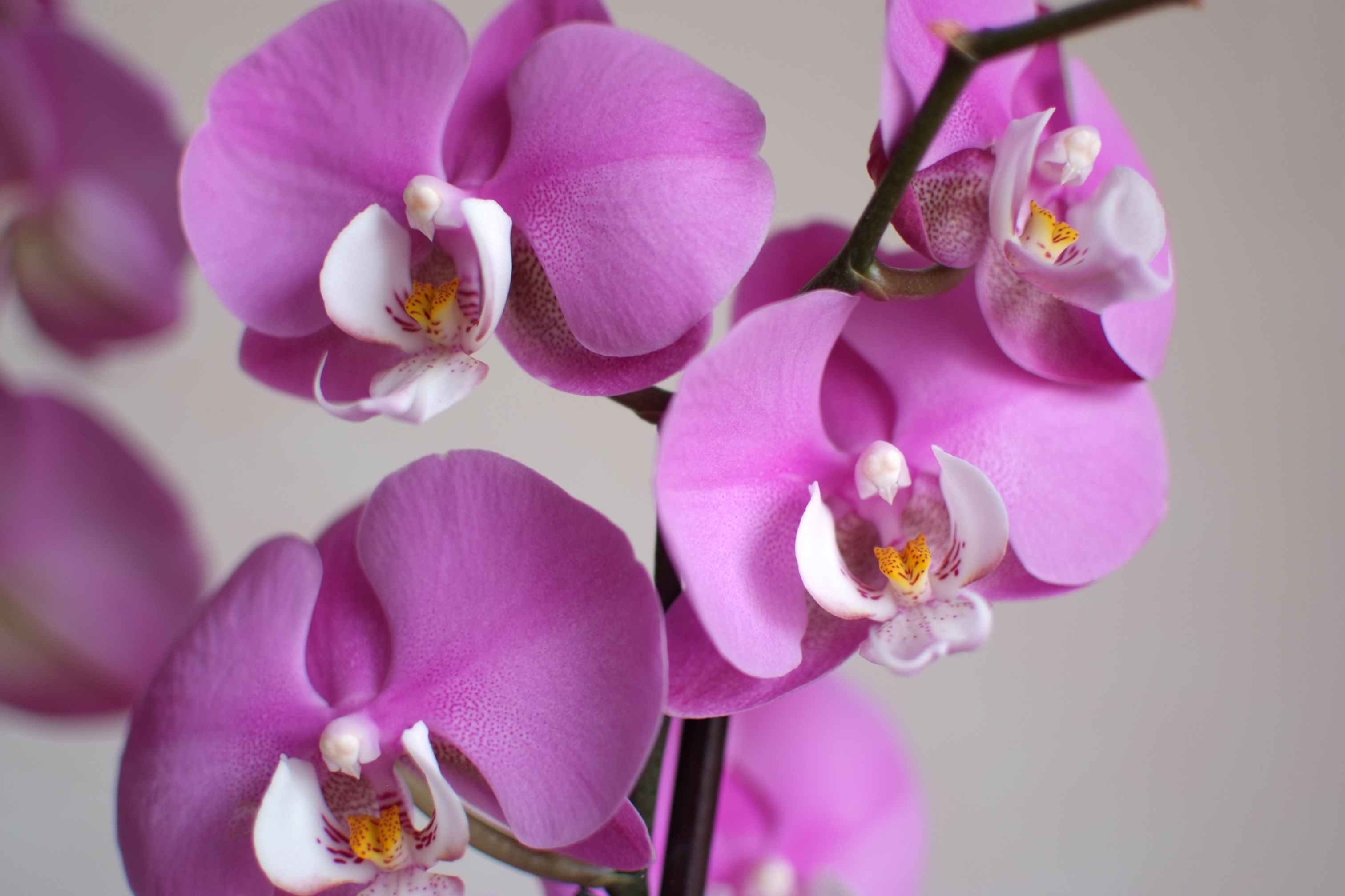 Laden Sie das Blumen, Blume, Orchidee, Erde/natur, Pinke Blume-Bild kostenlos auf Ihren PC-Desktop herunter