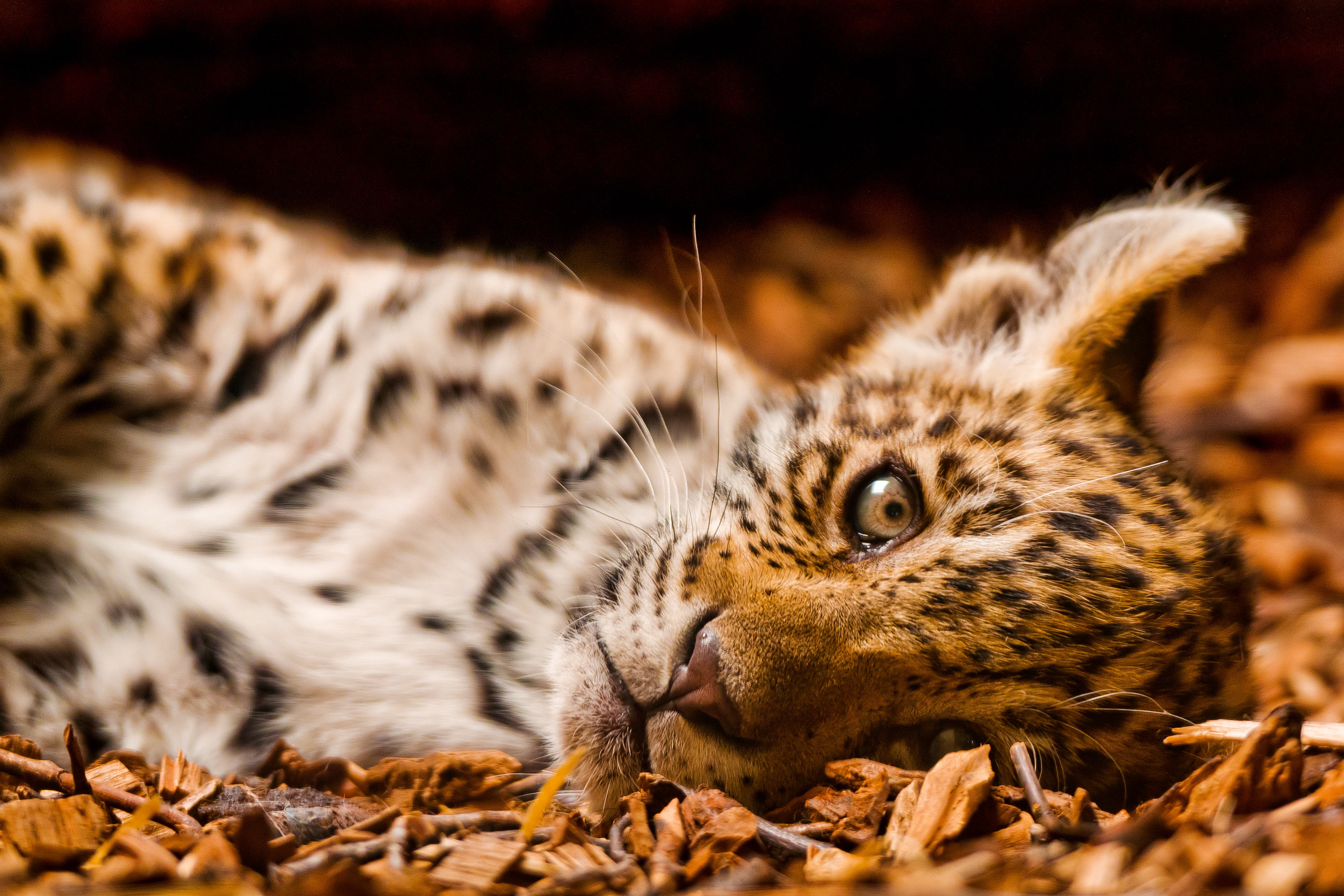 Handy-Wallpaper Tiere, Katzen, Leopard kostenlos herunterladen.