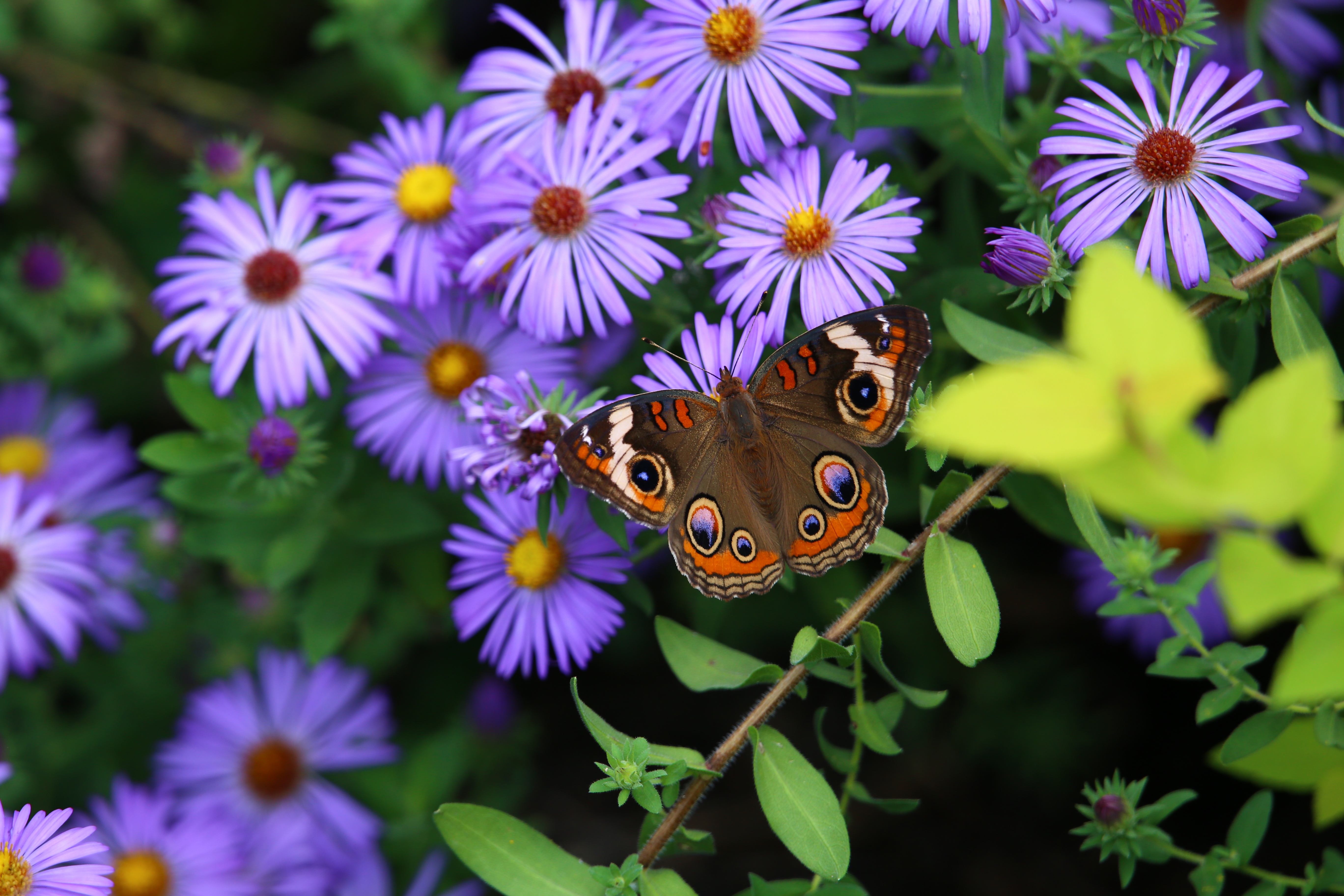Descarga gratuita de fondo de pantalla para móvil de Animales, Flor, Insecto, Mariposa, Macrofotografía.