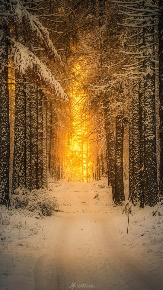 Download mobile wallpaper Winter, Sunset, Snow, Forest, Tree, Earth for free.