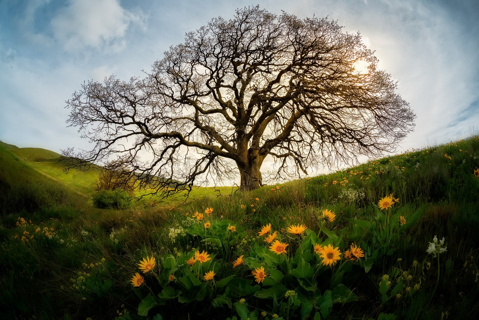 Download mobile wallpaper Trees, Flower, Tree, Earth, Spring, Meadow for free.