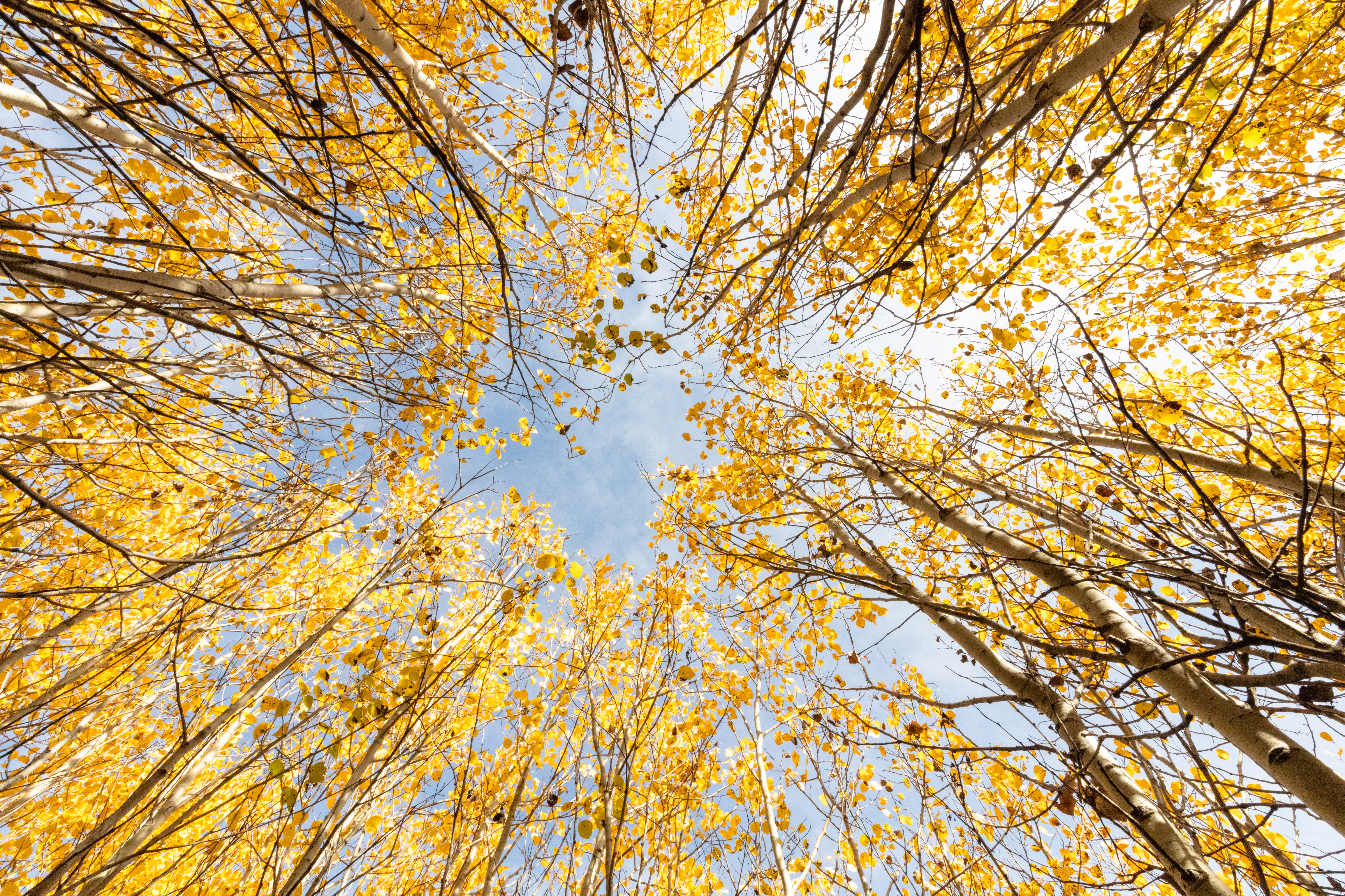trees, nature, autumn, leaves, bottom view