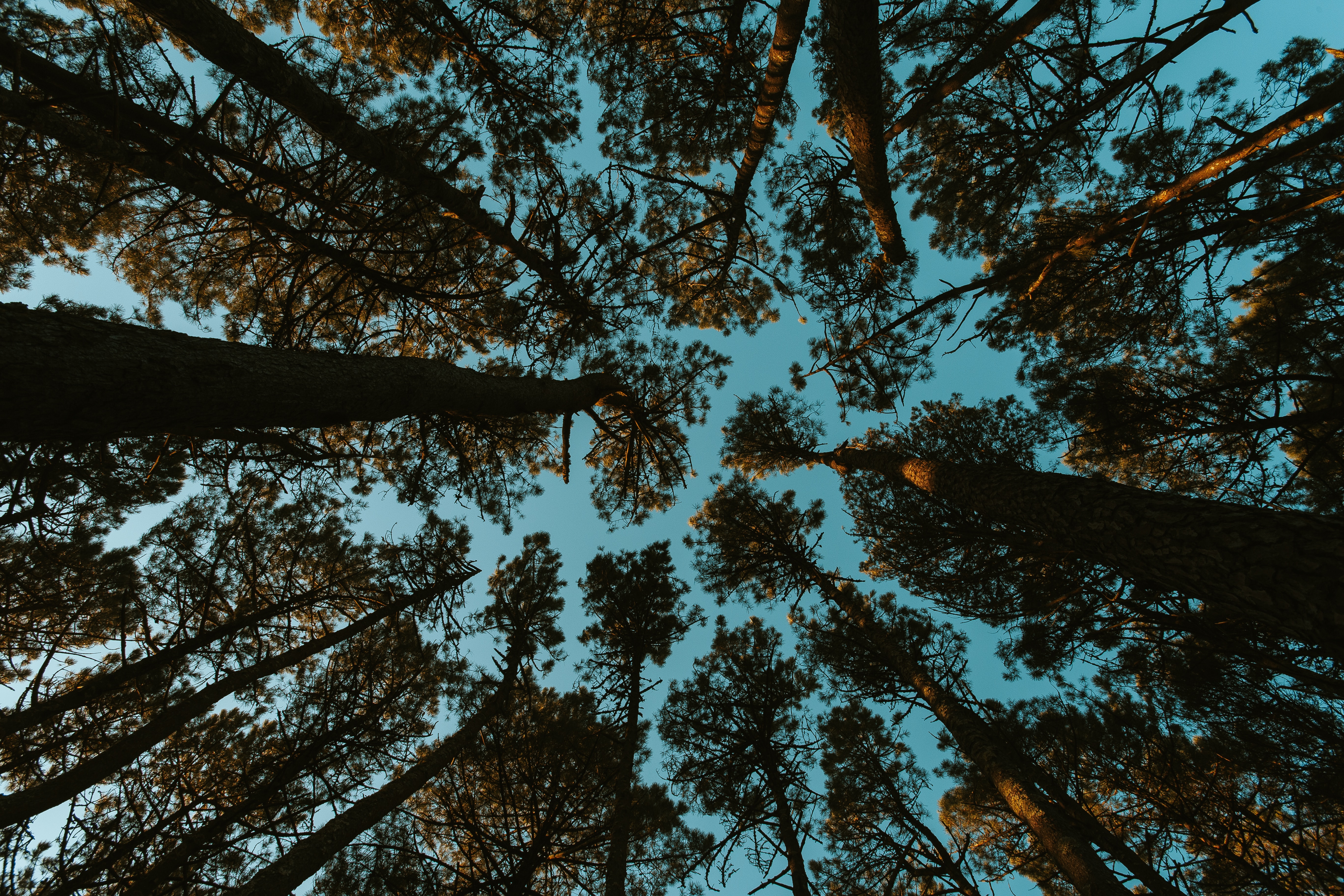 nature, trees, sky, forest, bottom view