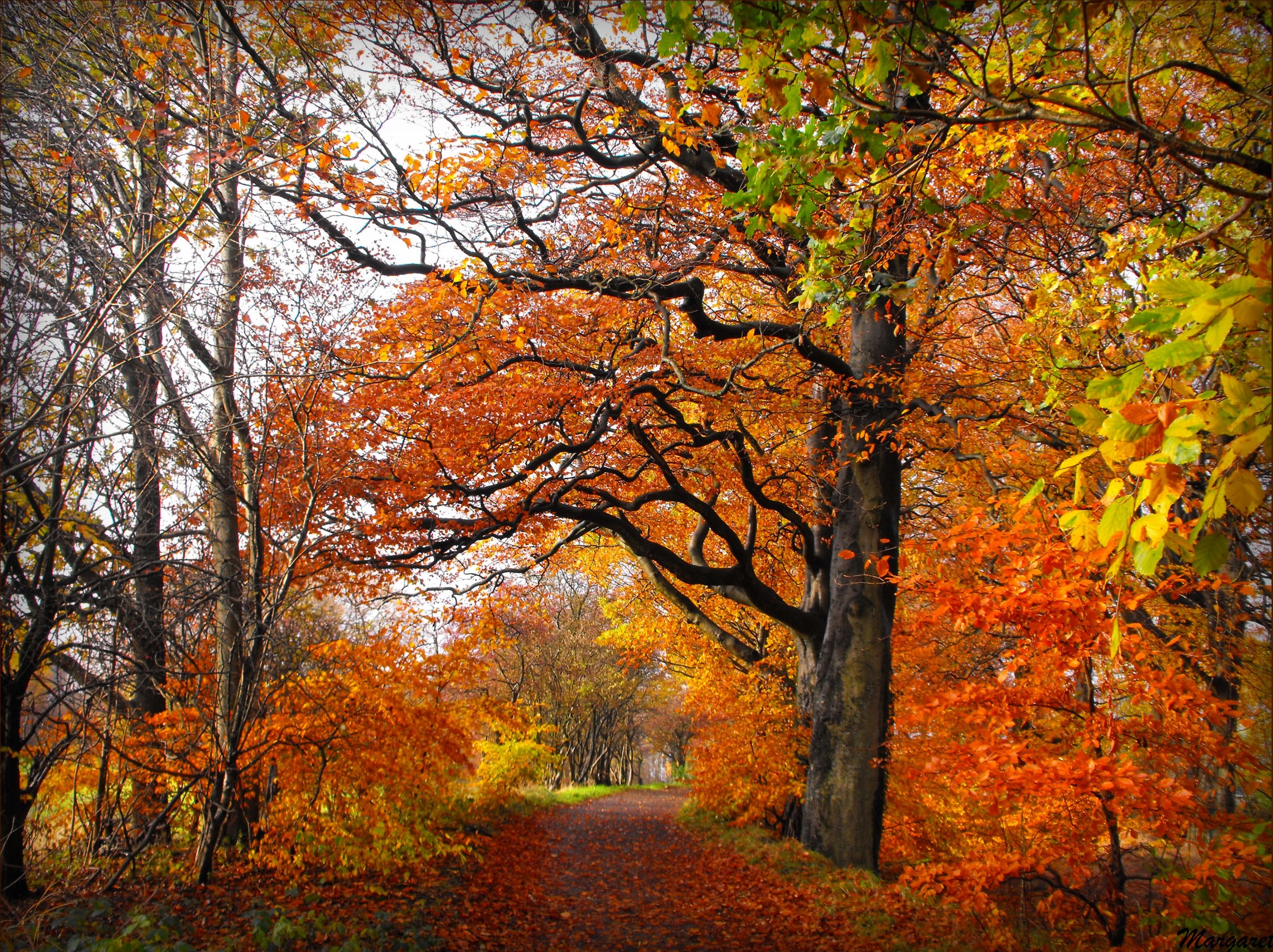 Laden Sie das Herbst, Park, Baum, Pfad, Menschengemacht-Bild kostenlos auf Ihren PC-Desktop herunter