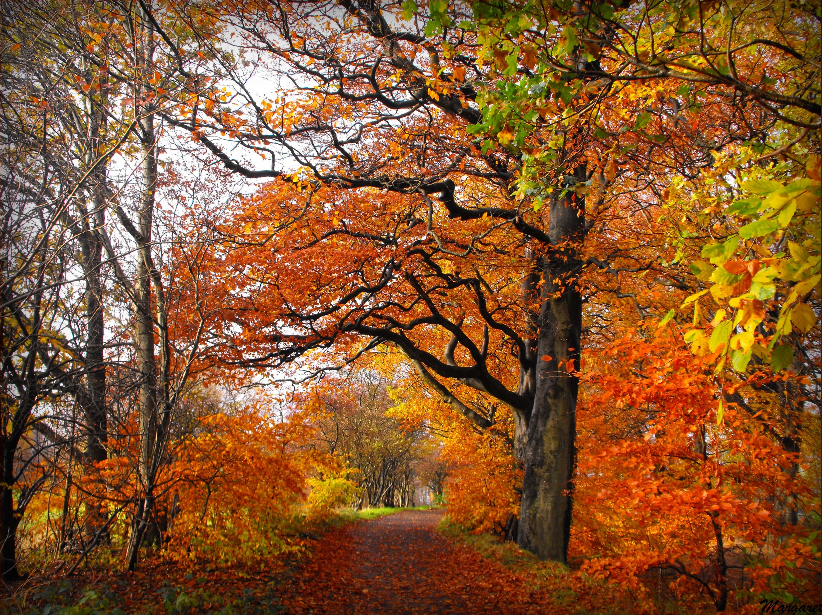 Téléchargez gratuitement l'image Automne, Parc, Arbre, Chemin, Construction Humaine sur le bureau de votre PC