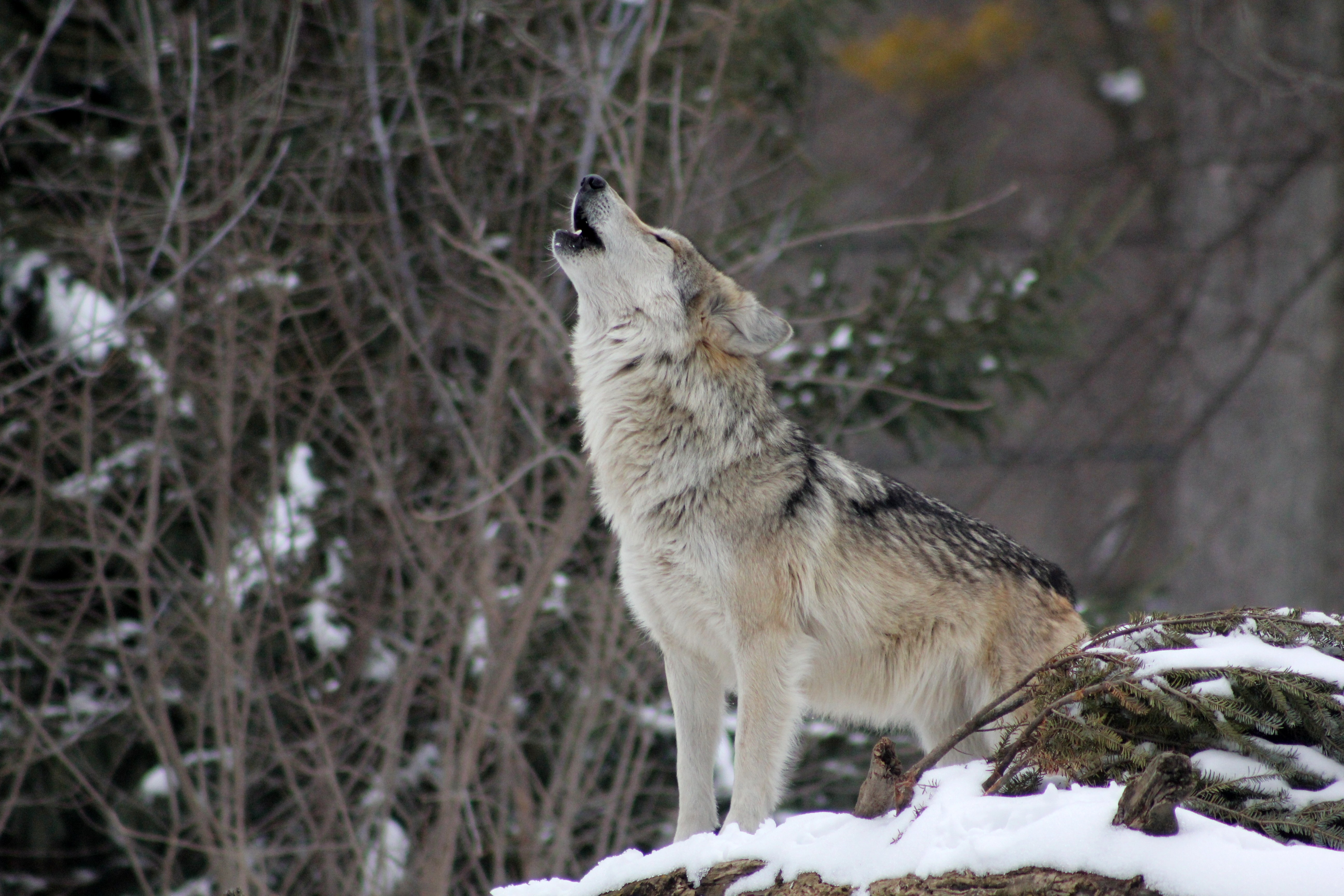 94612 descargar fondo de pantalla lobo, animales, nieve, bosque, aullido: protectores de pantalla e imágenes gratis