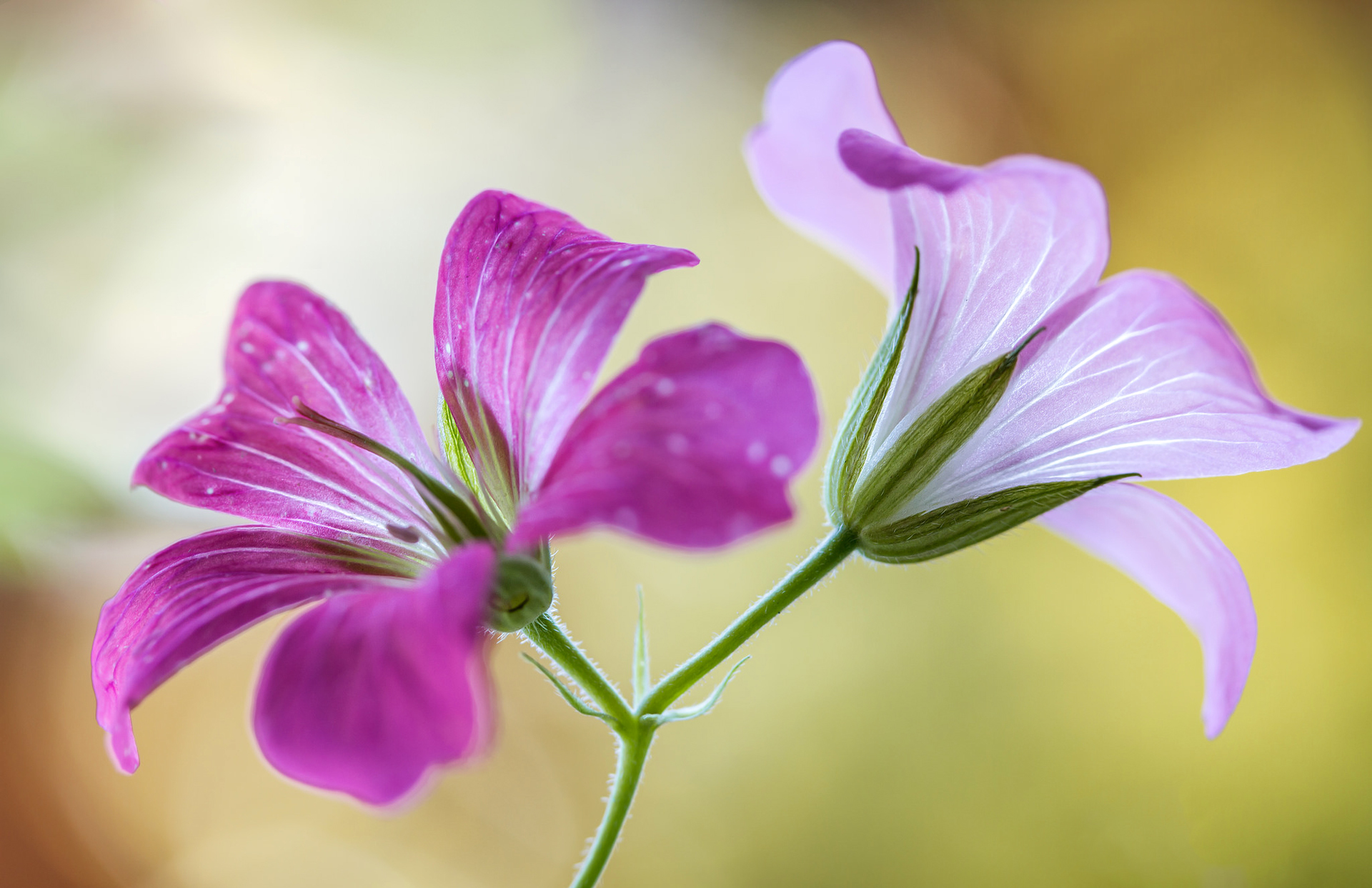 PCデスクトップにフラワーズ, 花, 大きい, 地球, ピンクの花画像を無料でダウンロード