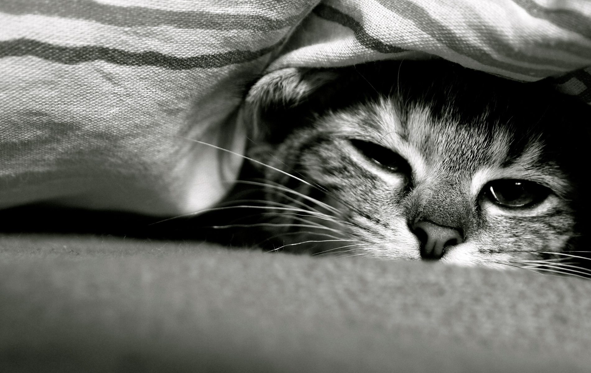 Free download wallpaper To Lie Down, Lie, Muzzle, Animals, Bw, Chb, Eyes, Cat on your PC desktop