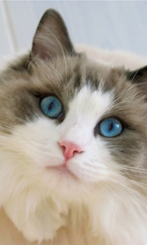 Download mobile wallpaper Cats, Cat, Fluffy, Close Up, Animal, Blue Eyes, Ragdoll for free.