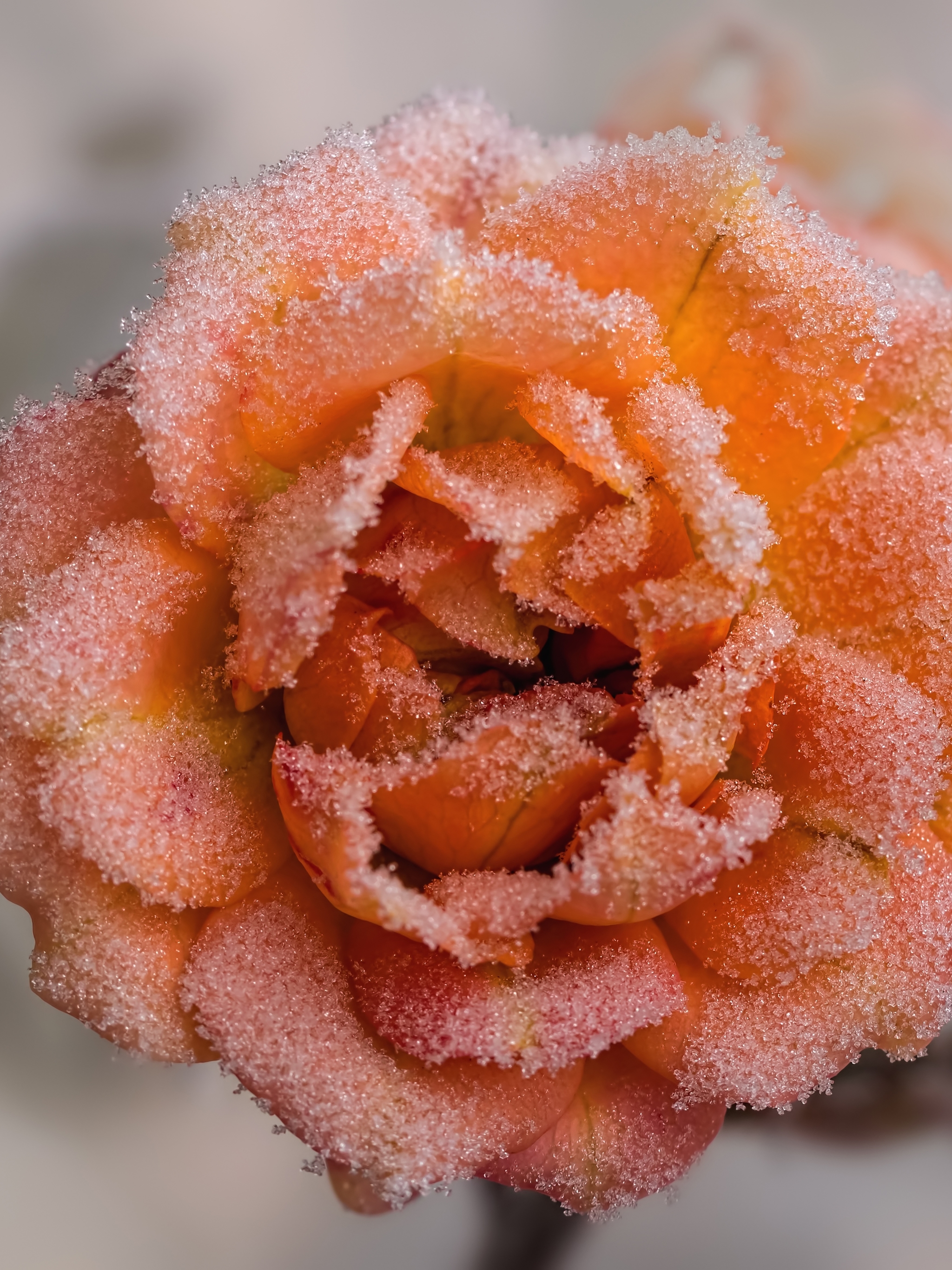 PCデスクトップに自然, フラワーズ, 花, 薔薇, 地球, 霜, 桃の花画像を無料でダウンロード