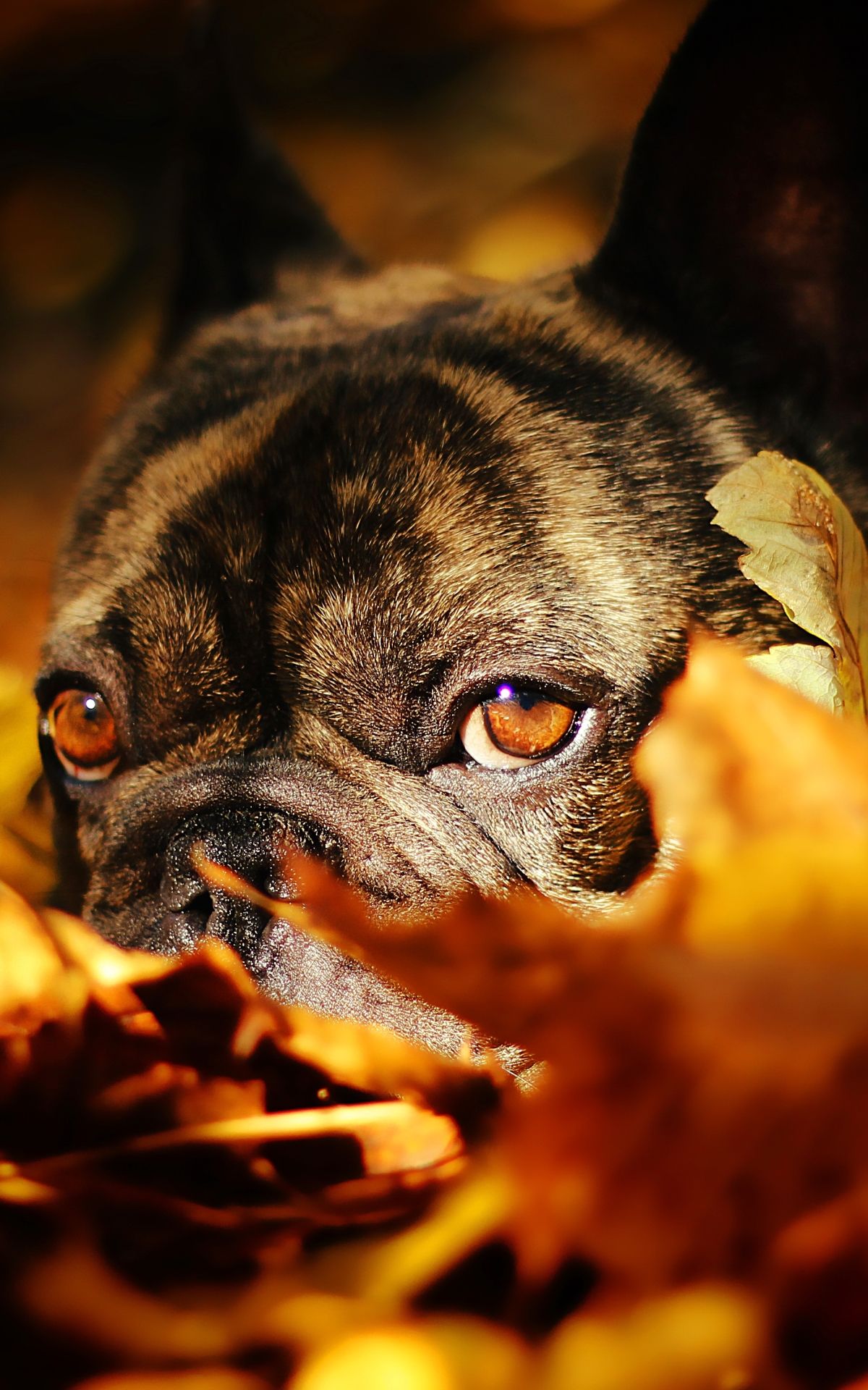 Download mobile wallpaper Dogs, Dog, Close Up, Leaf, Fall, Animal, French Bulldog, Lying Down for free.