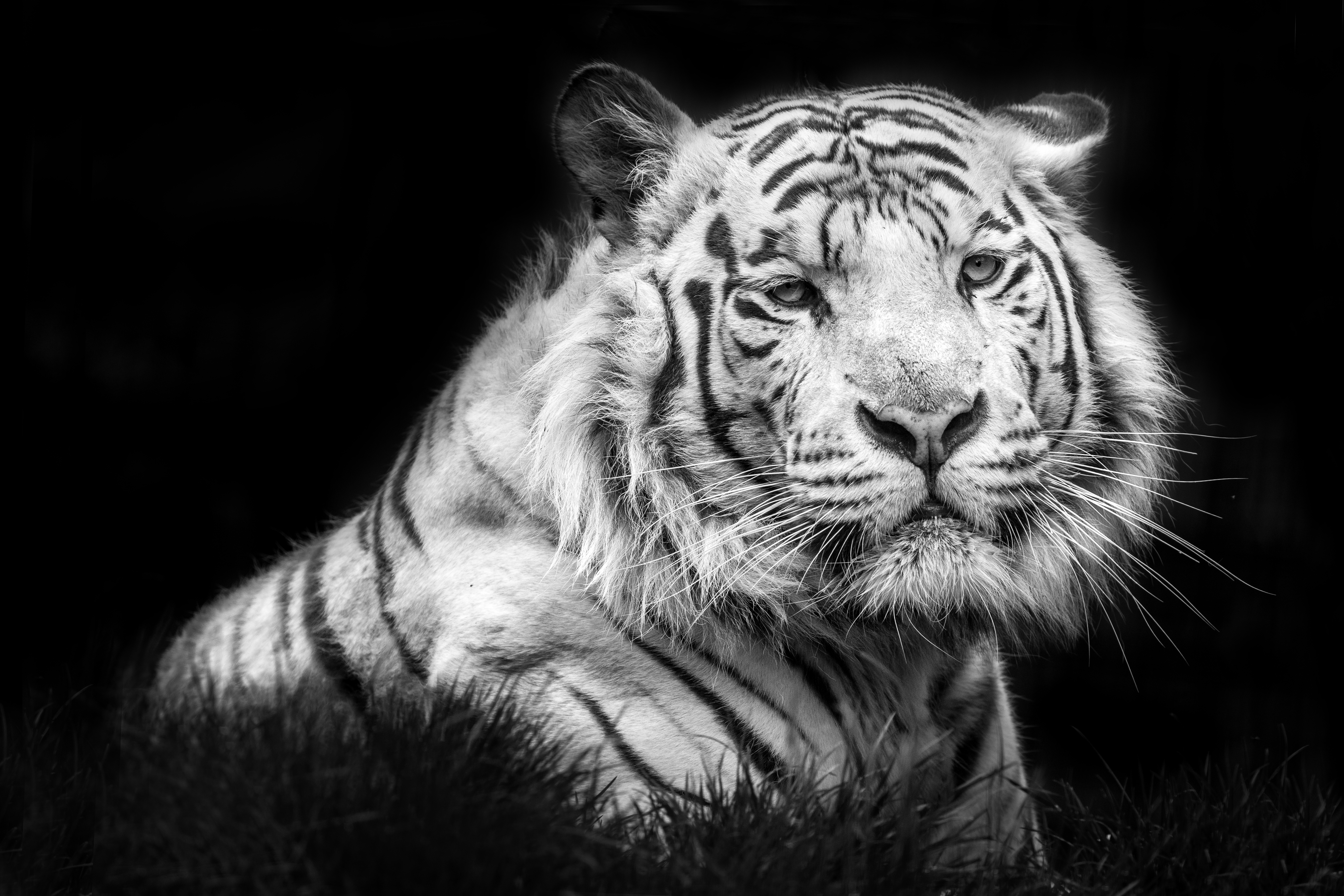 Download mobile wallpaper Cats, Tiger, Animal, White Tiger, Black & White for free.