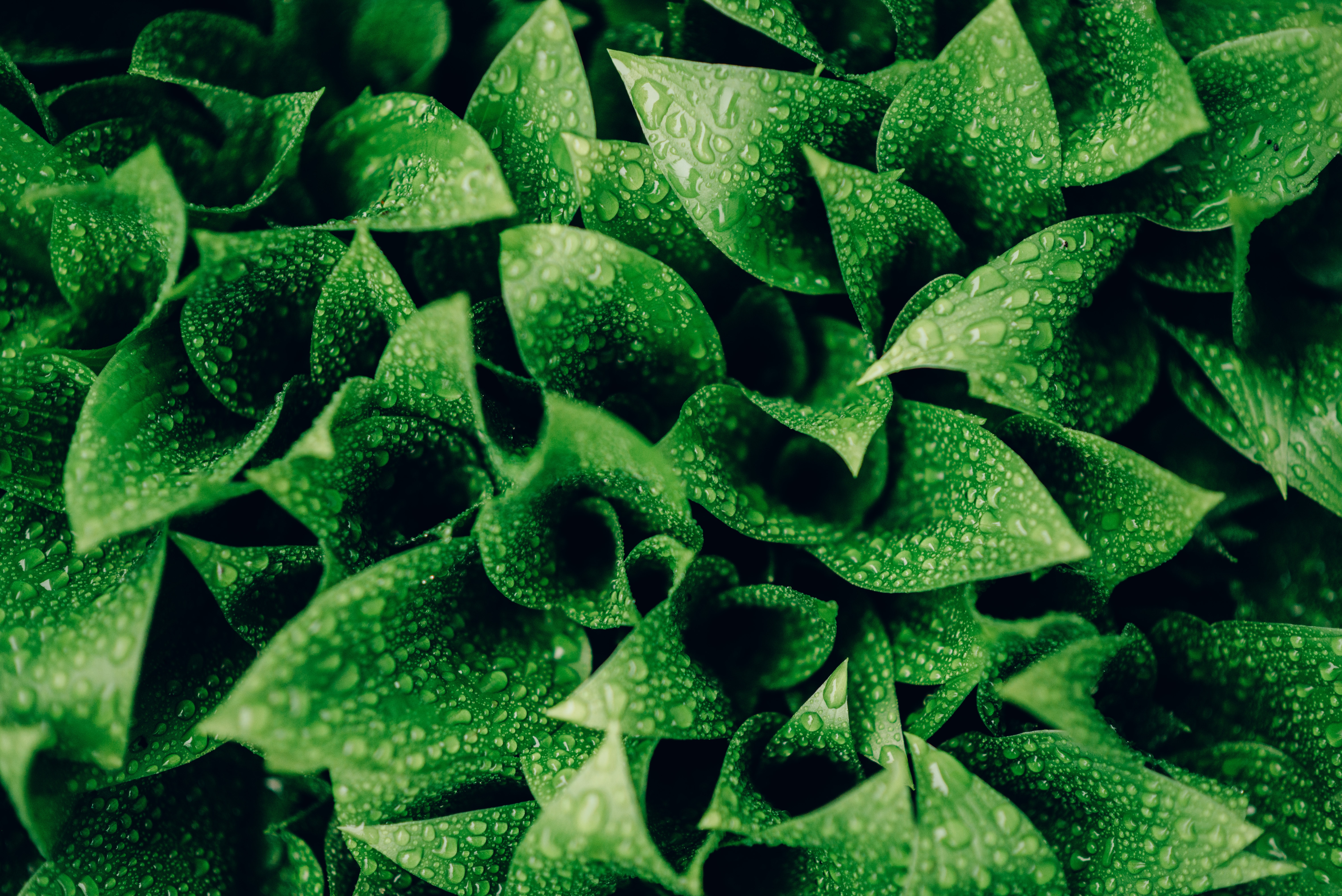 leaves, drops, green, macro, moisture iphone wallpaper