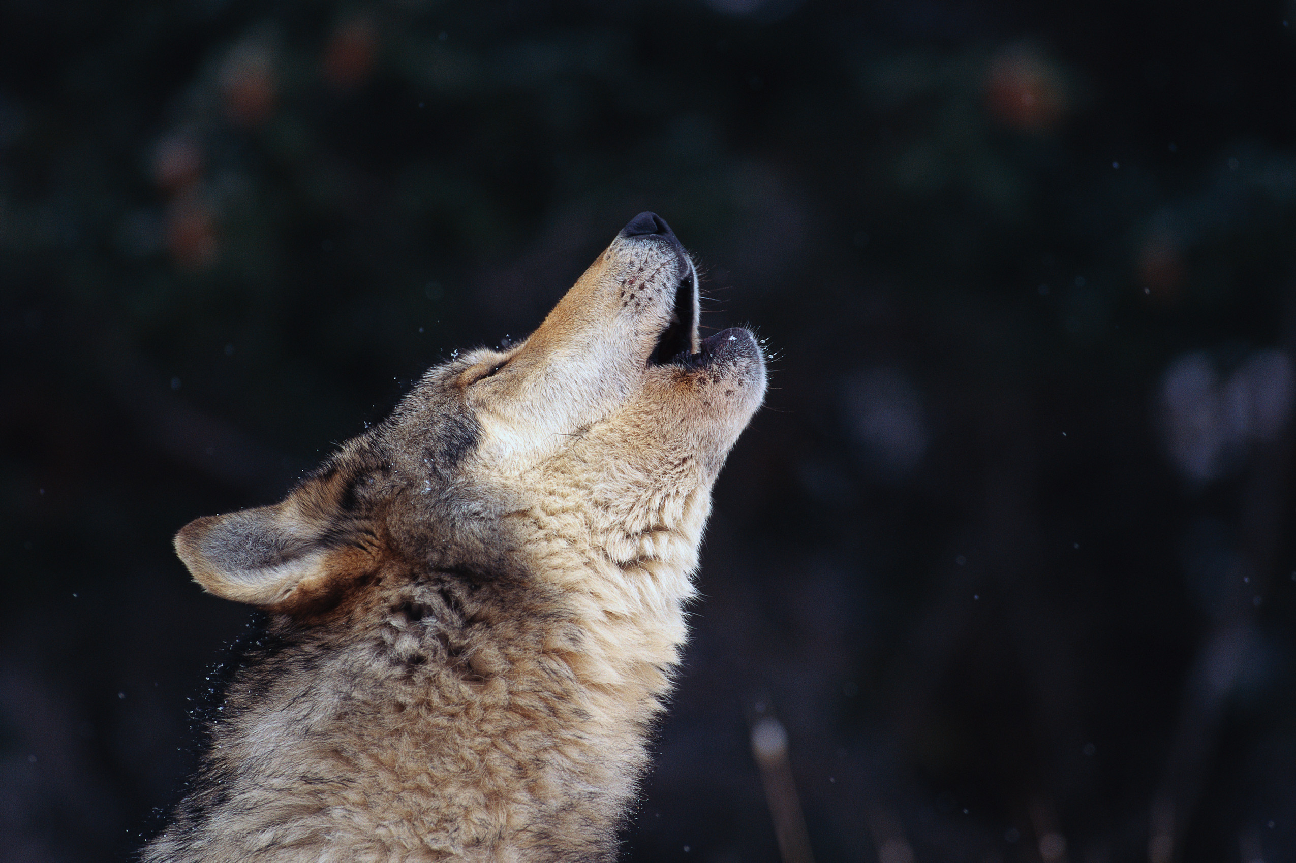 PC Wallpapers animal, wolf, wolves