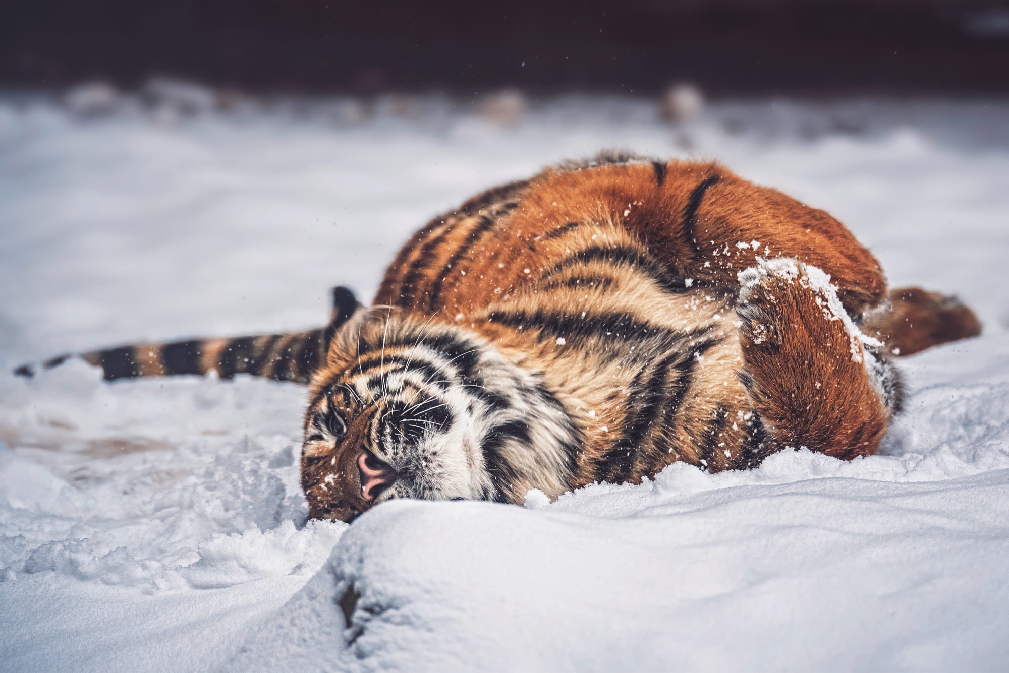 Free download wallpaper Winter, Cats, Snow, Tiger, Animal on your PC desktop