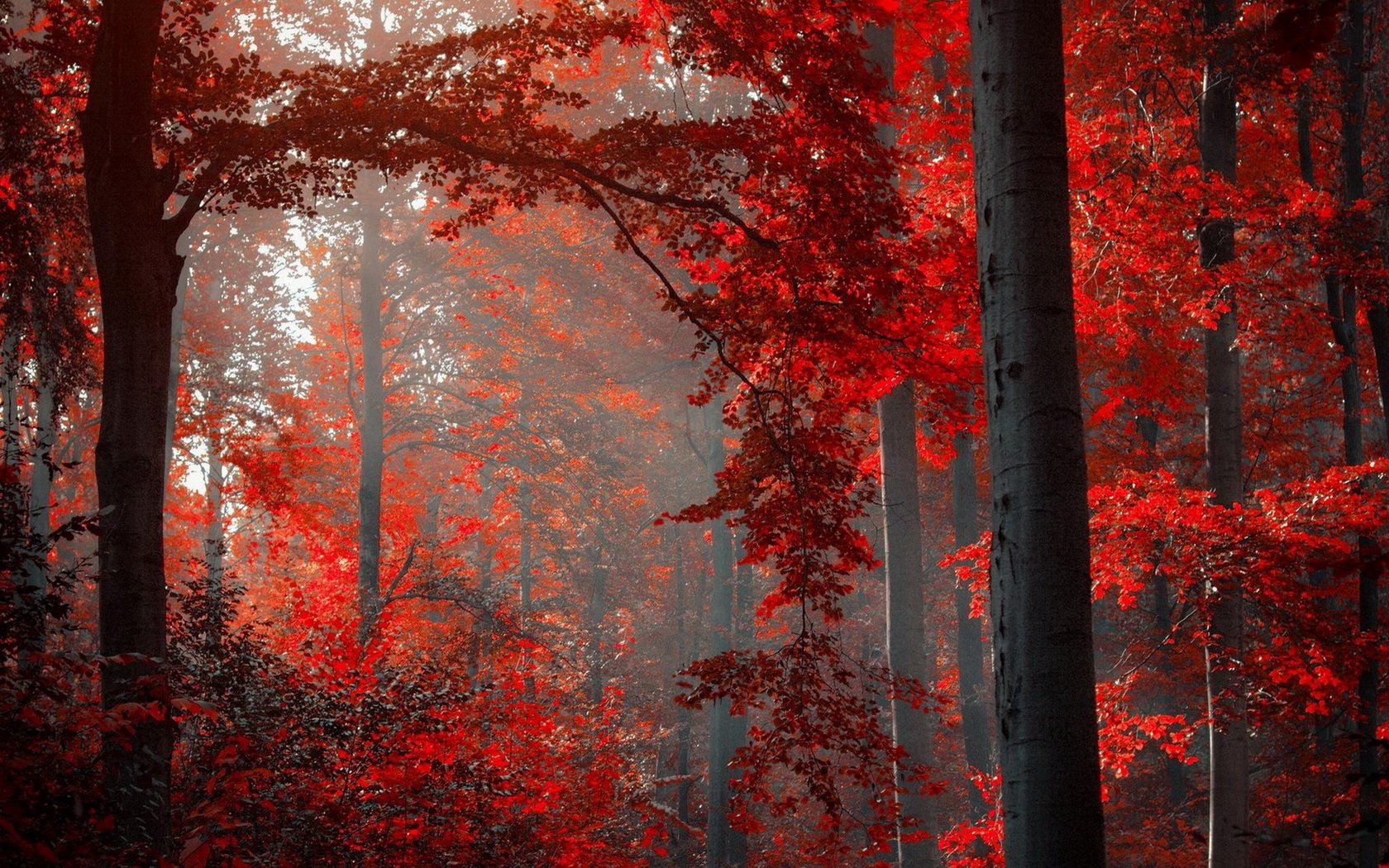 Baixe gratuitamente a imagem Floresta, Terra/natureza na área de trabalho do seu PC