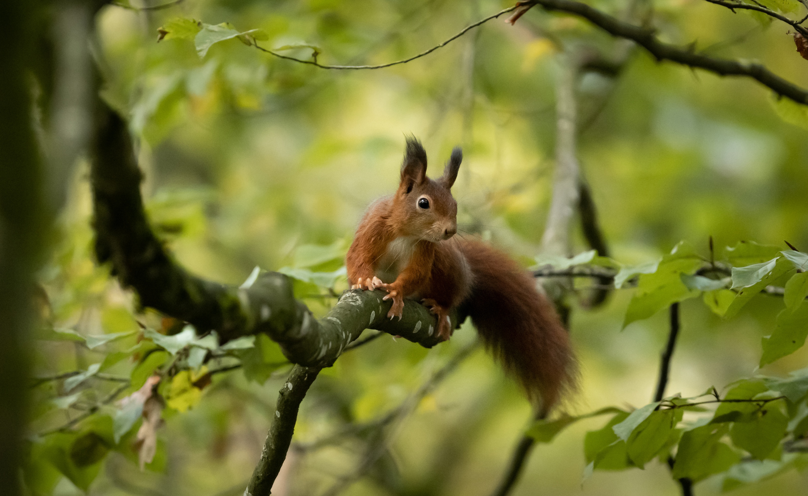 Mobile HD Wallpaper Squirrel 