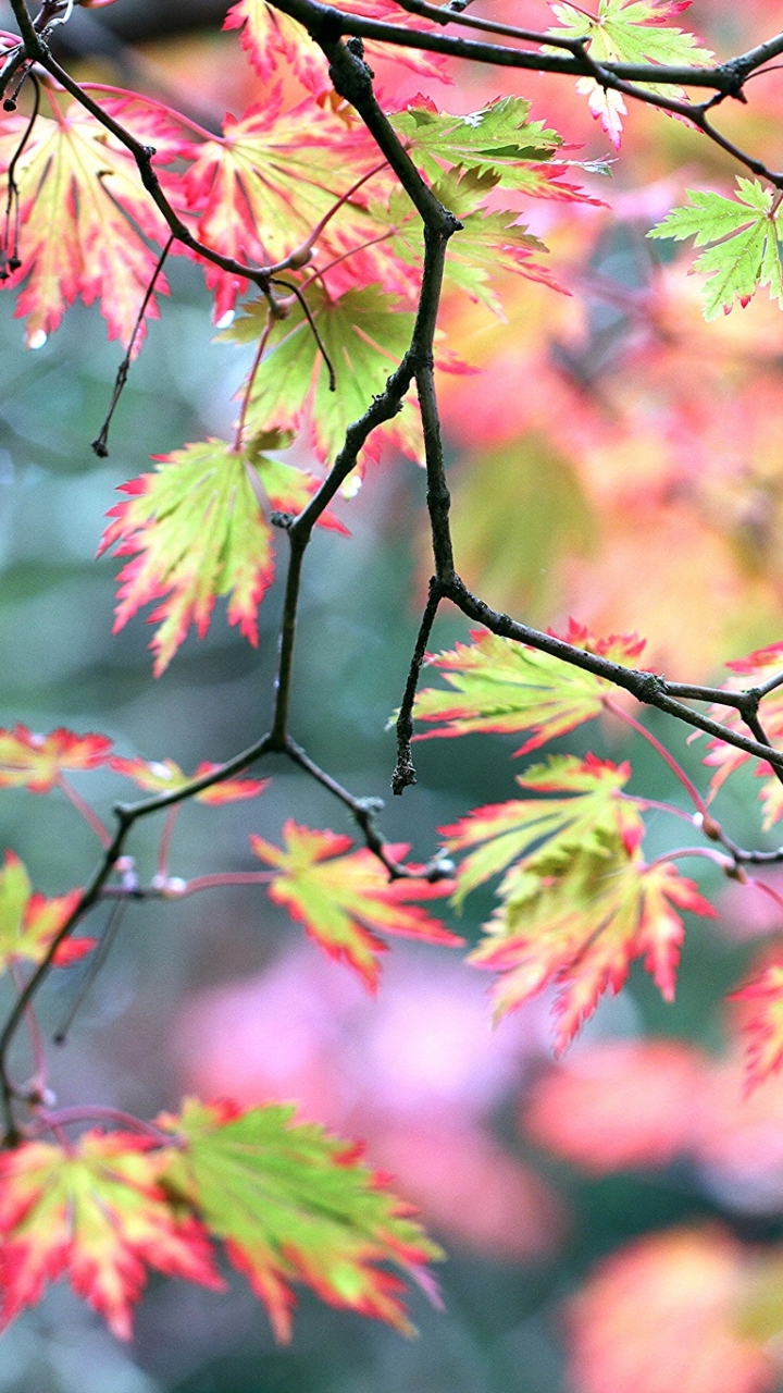 Descarga gratuita de fondo de pantalla para móvil de Naturaleza, Otoño, Macro, Hoja, Rama, Tierra/naturaleza, Macrofotografía.