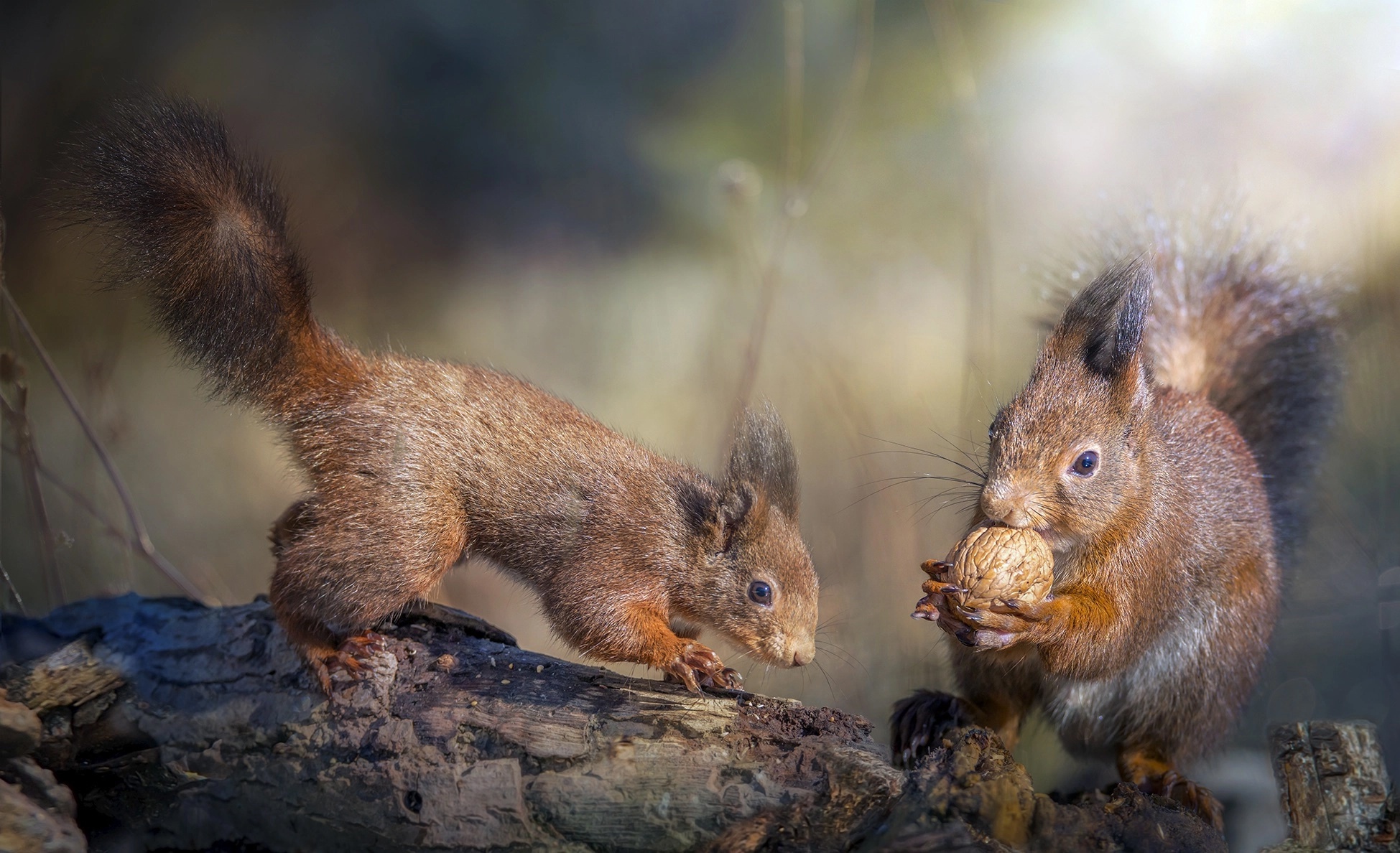 Laden Sie das Tiere, Eichhörnchen, Nagetier-Bild kostenlos auf Ihren PC-Desktop herunter