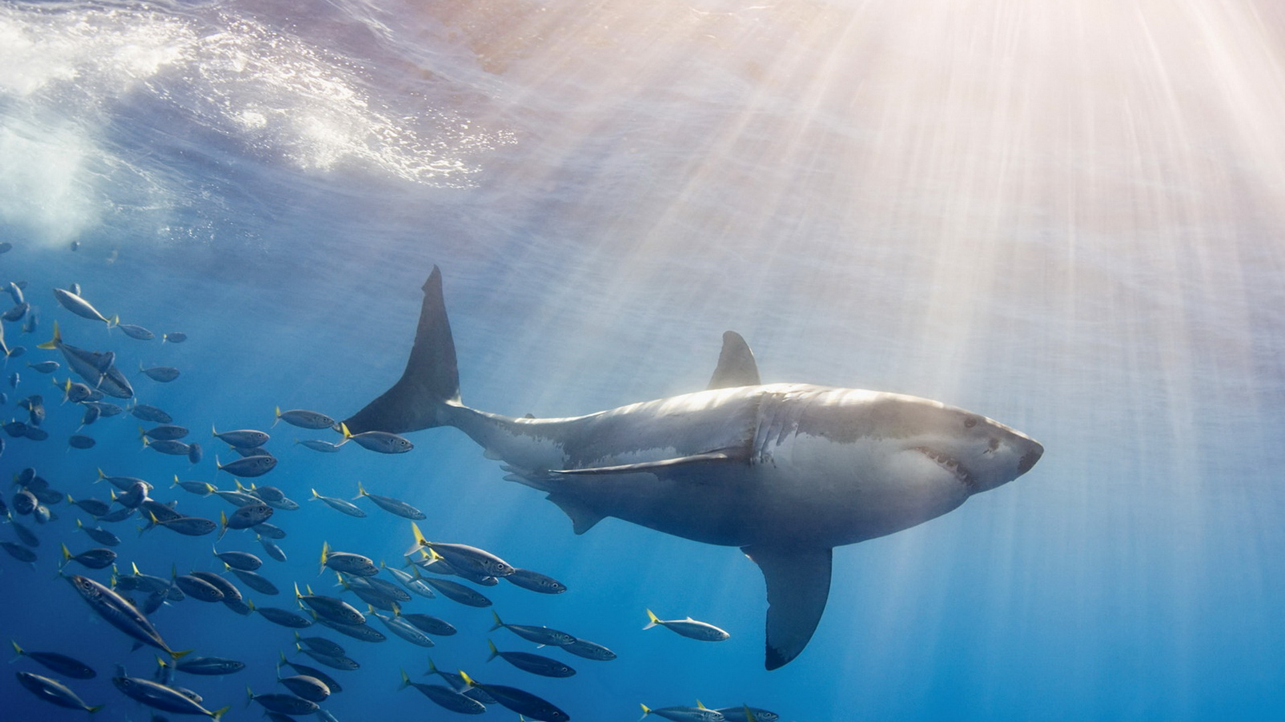 338542 Hintergrundbild herunterladen tiere, großer weißer hai, hai, haie - Bildschirmschoner und Bilder kostenlos