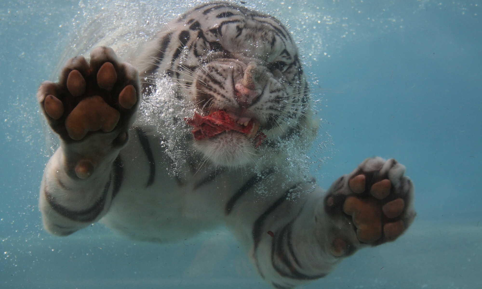 385367壁紙のダウンロード動物, ホワイトタイガー, 閉じる, 足, 水泳, 虎, 水中, 猫-スクリーンセーバーと写真を無料で