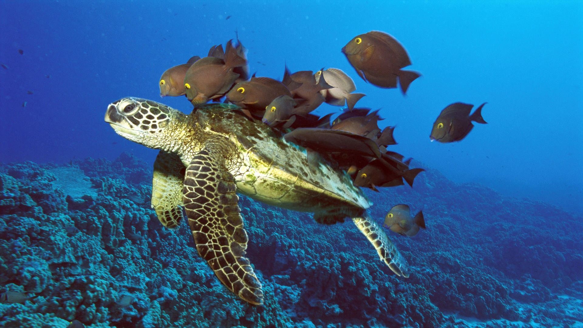 Laden Sie Unterwasserschildkröte HD-Desktop-Hintergründe herunter