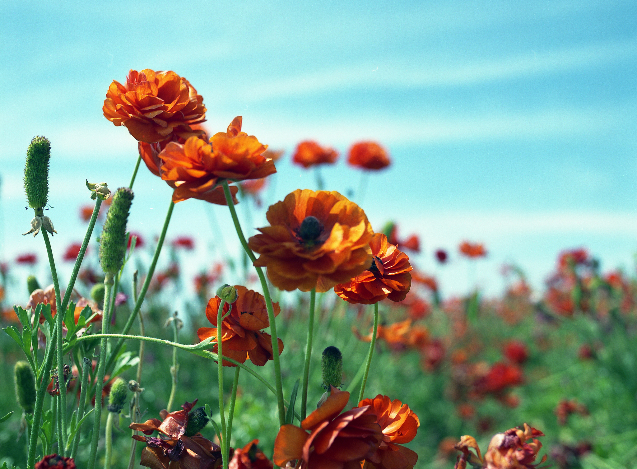 Free download wallpaper Poppy, Flowers, Flower, Earth on your PC desktop