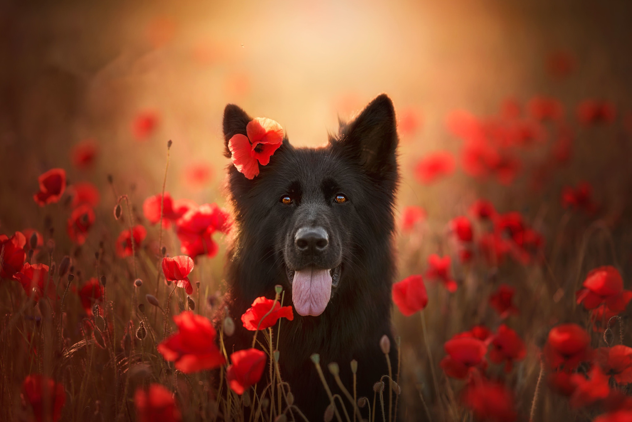 Free download wallpaper Dogs, Flower, Dog, Animal, Poppy, Belgian Shepherd, Red Flower on your PC desktop