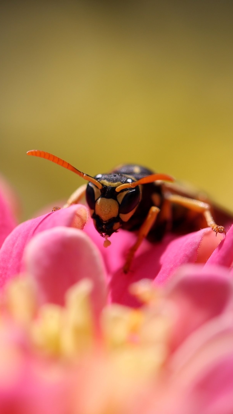 Скачати мобільні шпалери Комахи, Бджола, Тварина, Оса, Медоносна Бджола безкоштовно.