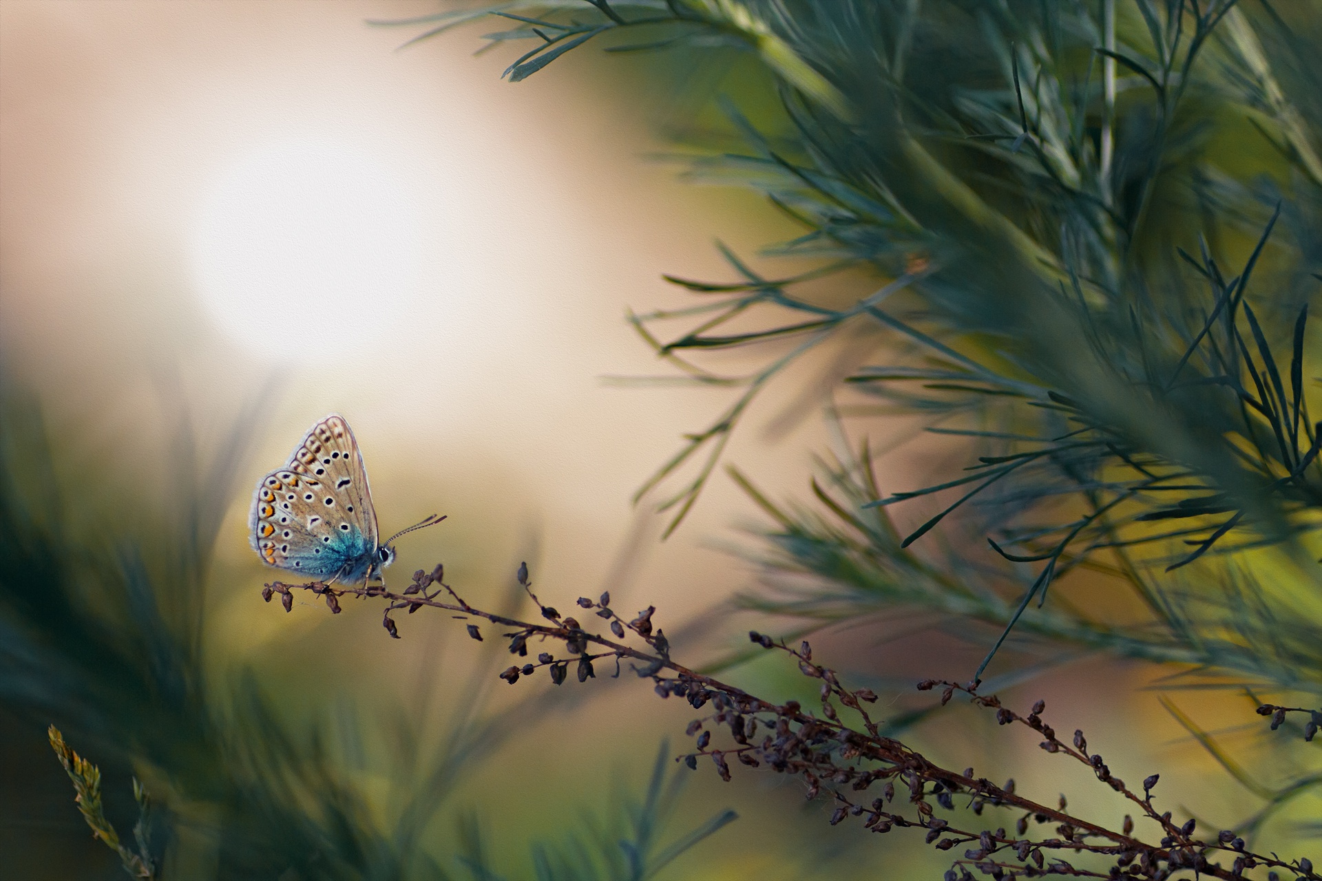 Free download wallpaper Macro, Insect, Butterfly, Animal on your PC desktop