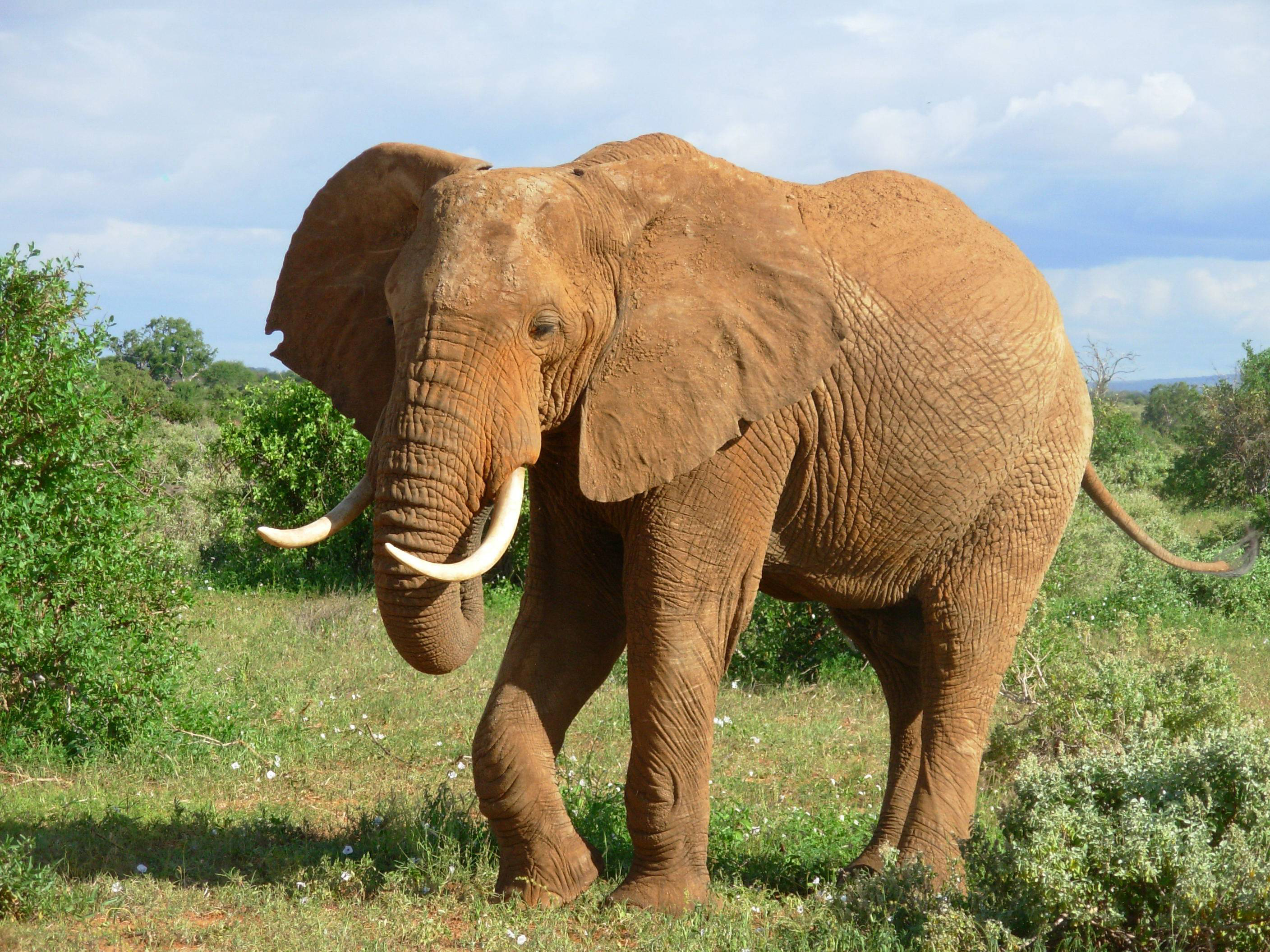 281106 Hintergrundbilder und Afrikanischer Elefant Bilder auf dem Desktop. Laden Sie  Bildschirmschoner kostenlos auf den PC herunter