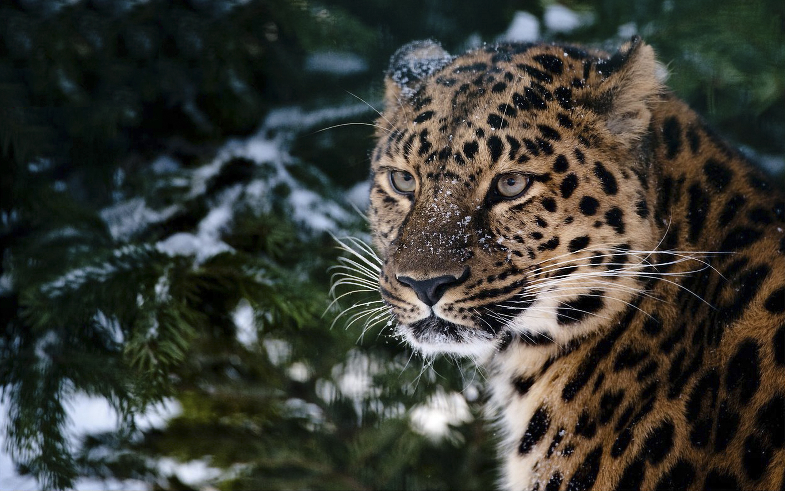 174358 descargar fondo de pantalla animales, leopardo, gatos: protectores de pantalla e imágenes gratis