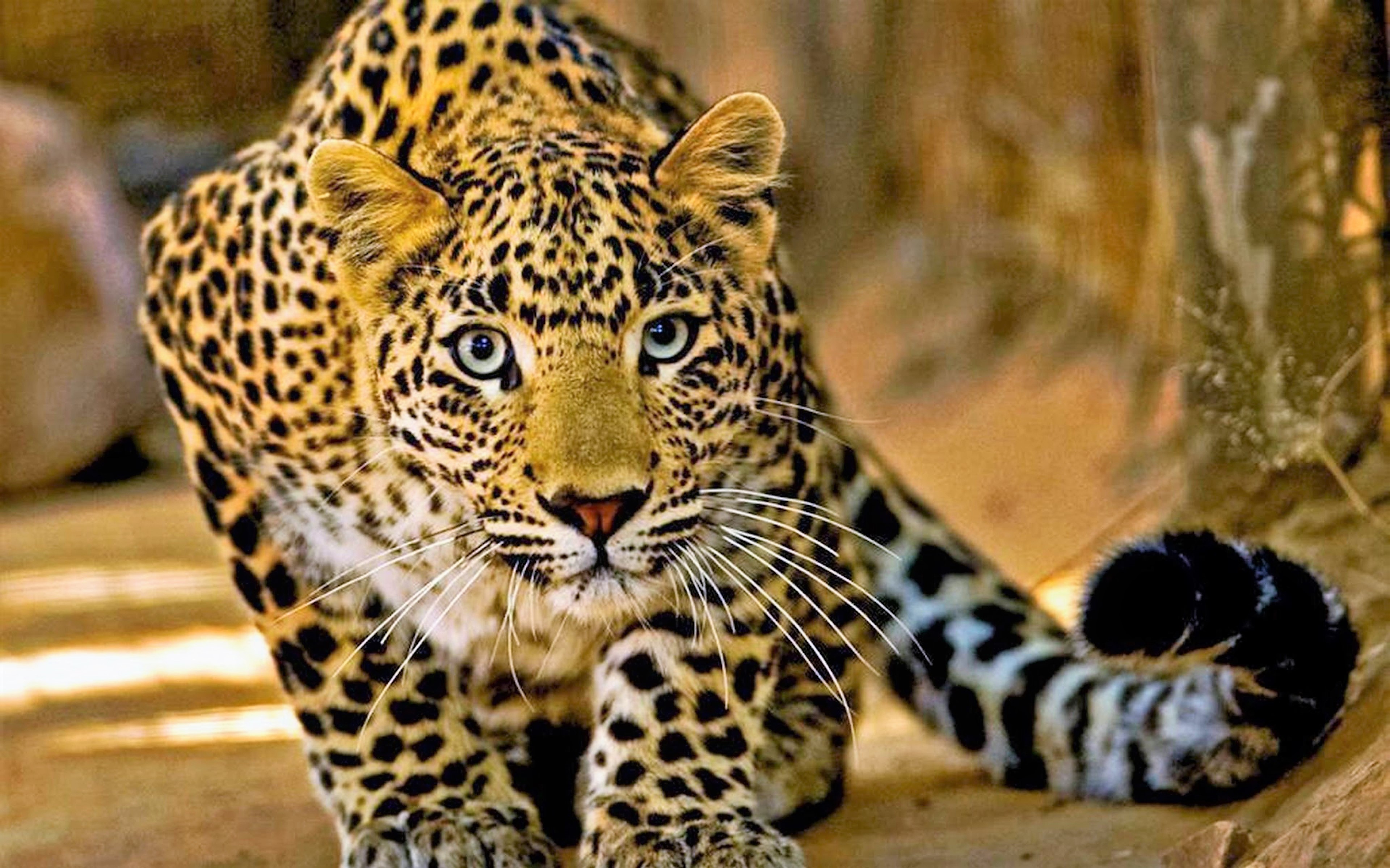 Baixar papel de parede para celular de Animais, Leopardo gratuito.