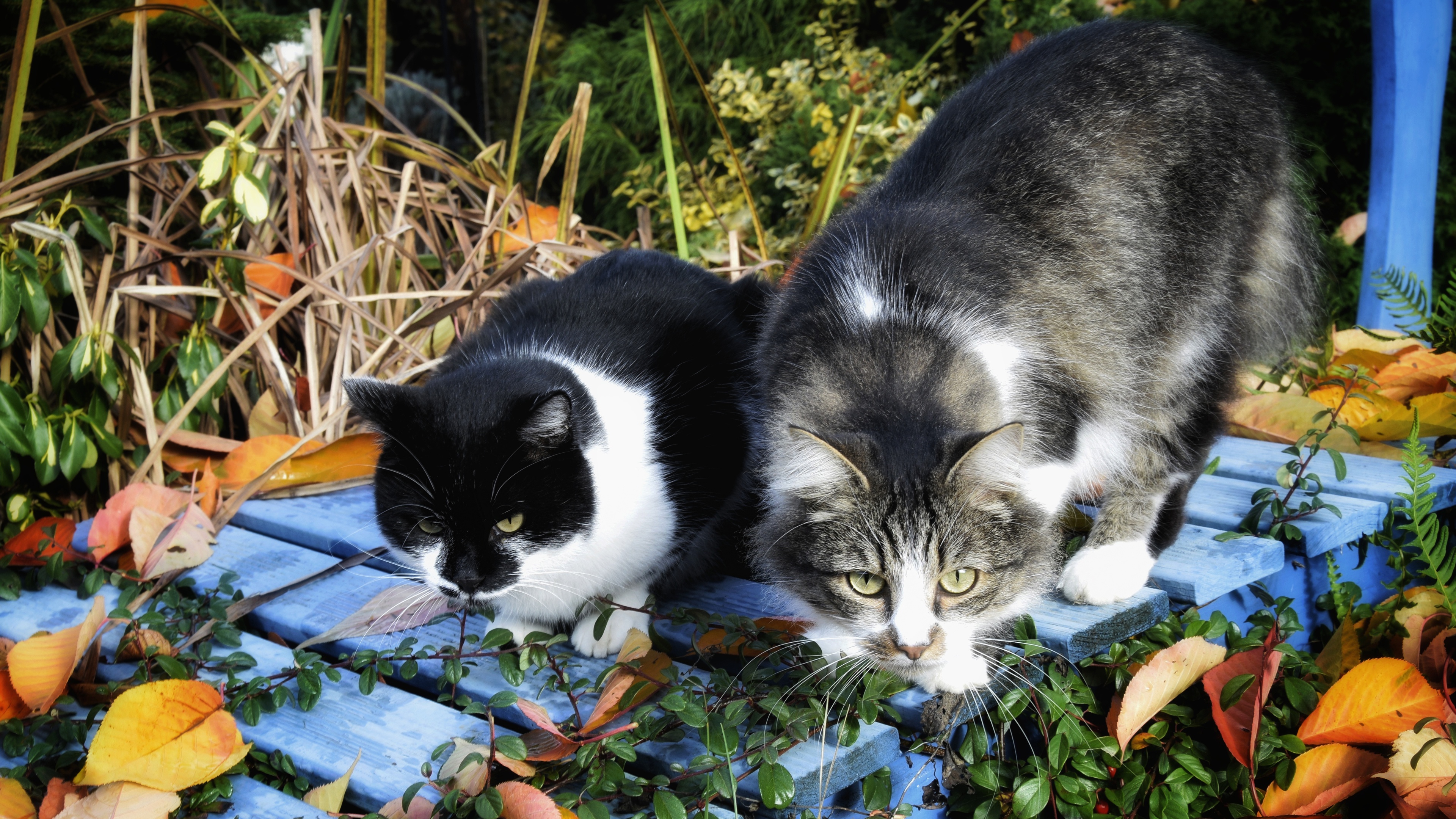 Baixe gratuitamente a imagem Animais, Gatos, Gato na área de trabalho do seu PC