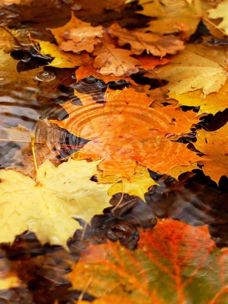 Téléchargez des papiers peints mobile Automne, Terre/nature gratuitement.