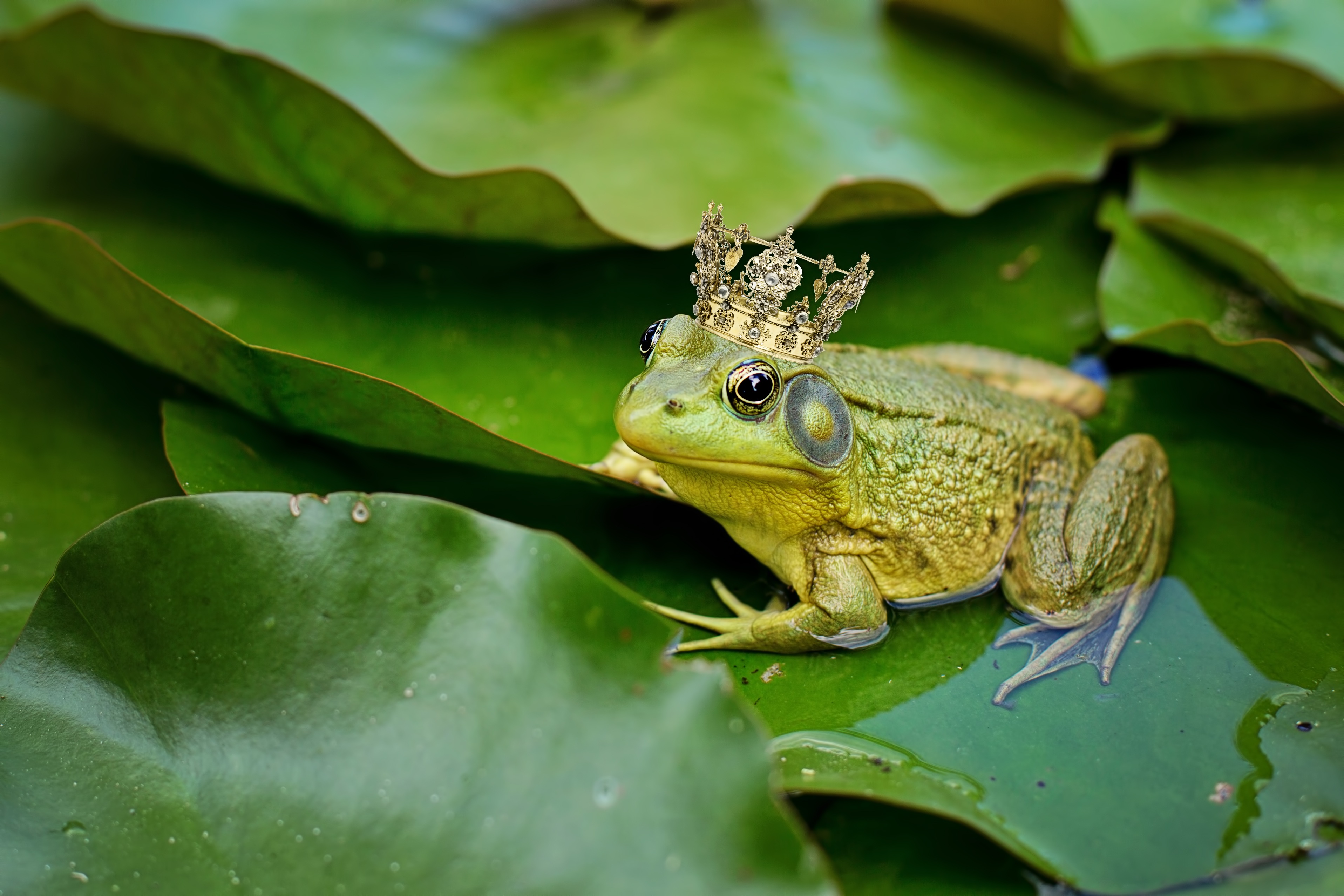 Download mobile wallpaper Frogs, Crown, Animal, Frog, Amphibian for free.