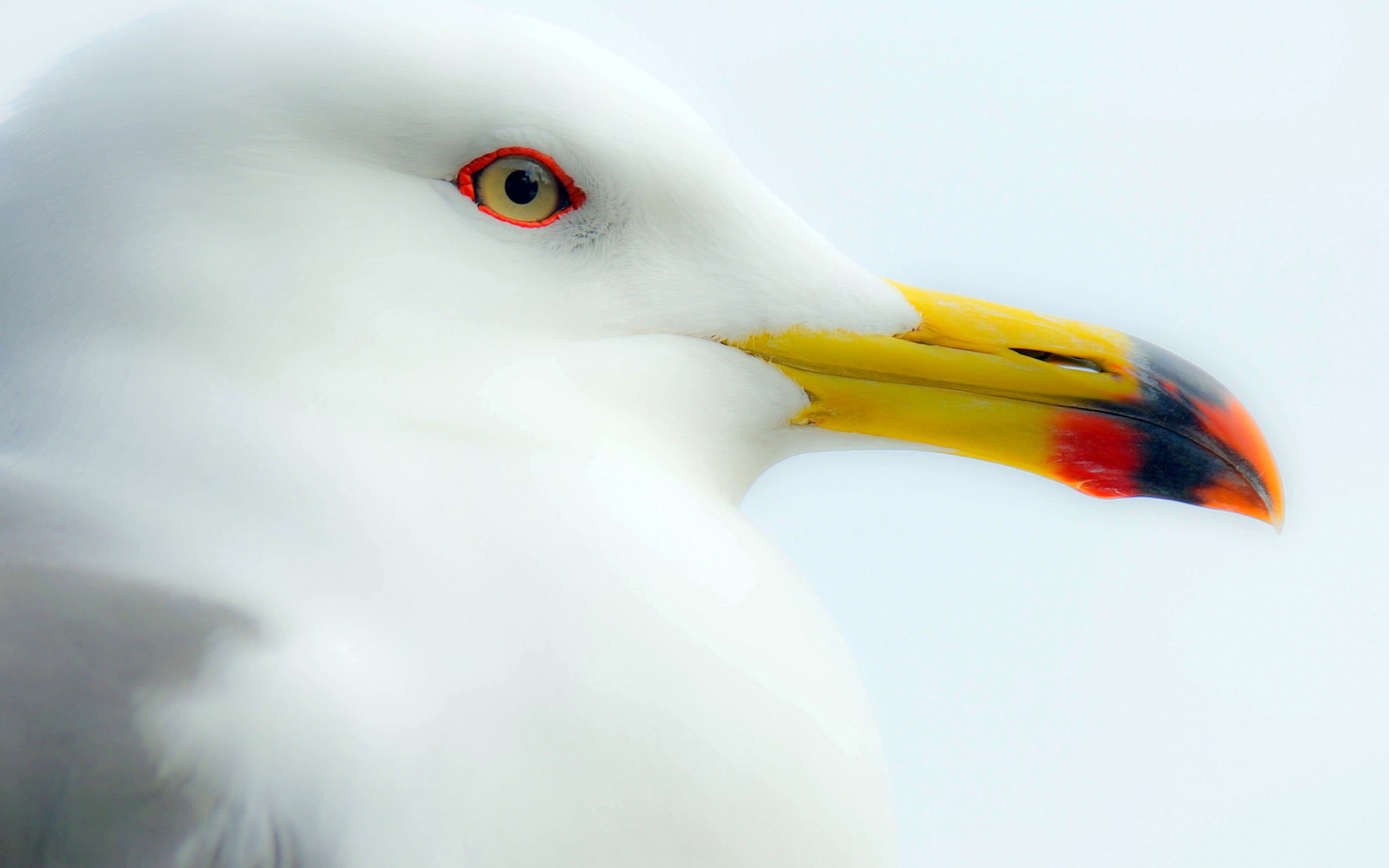 Download mobile wallpaper Seagull, Birds, Animal for free.