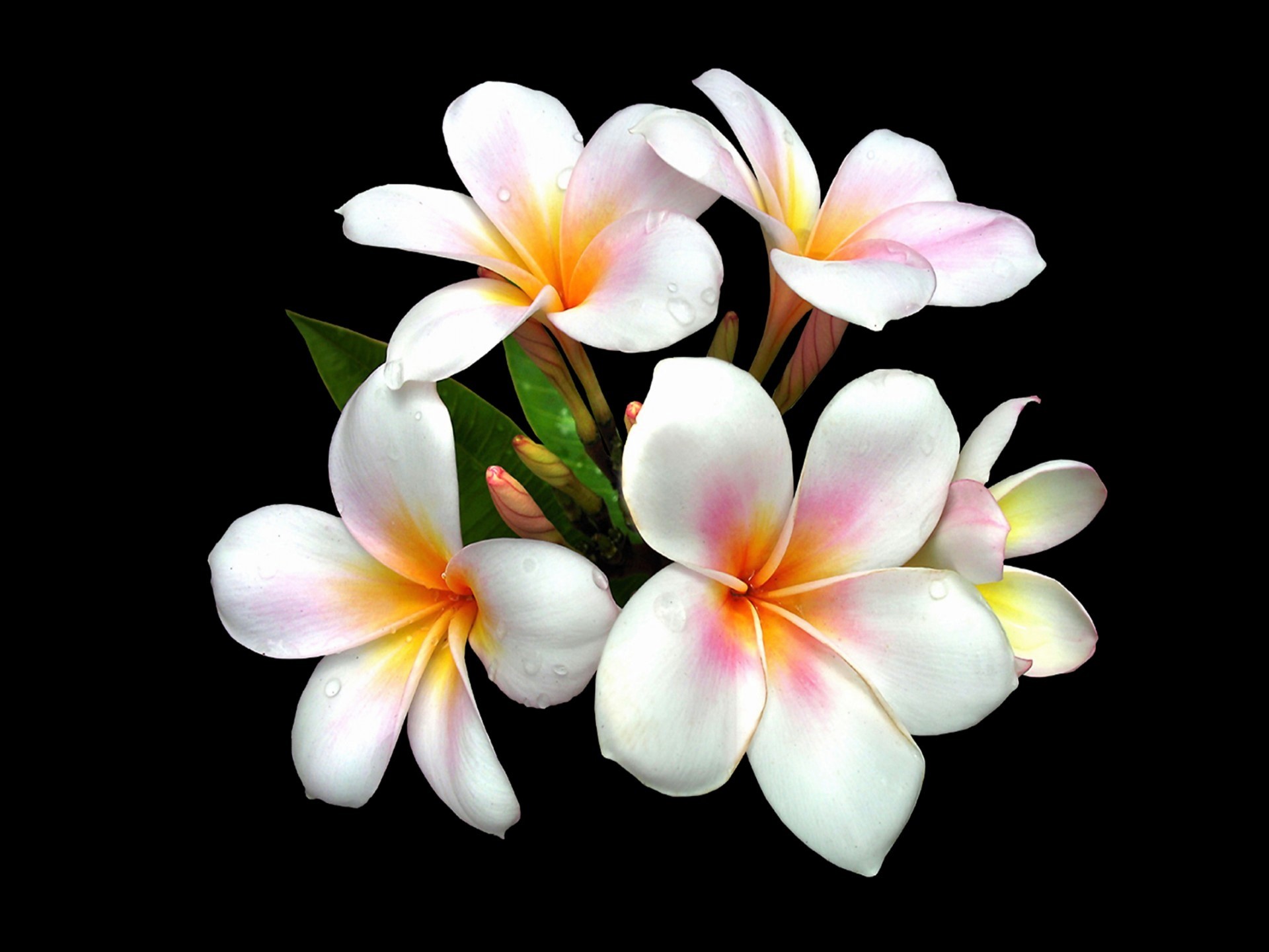 Descarga gratuita de fondo de pantalla para móvil de Flores, Flor, Flor Blanca, Frangipani, Tierra/naturaleza, Plumería.