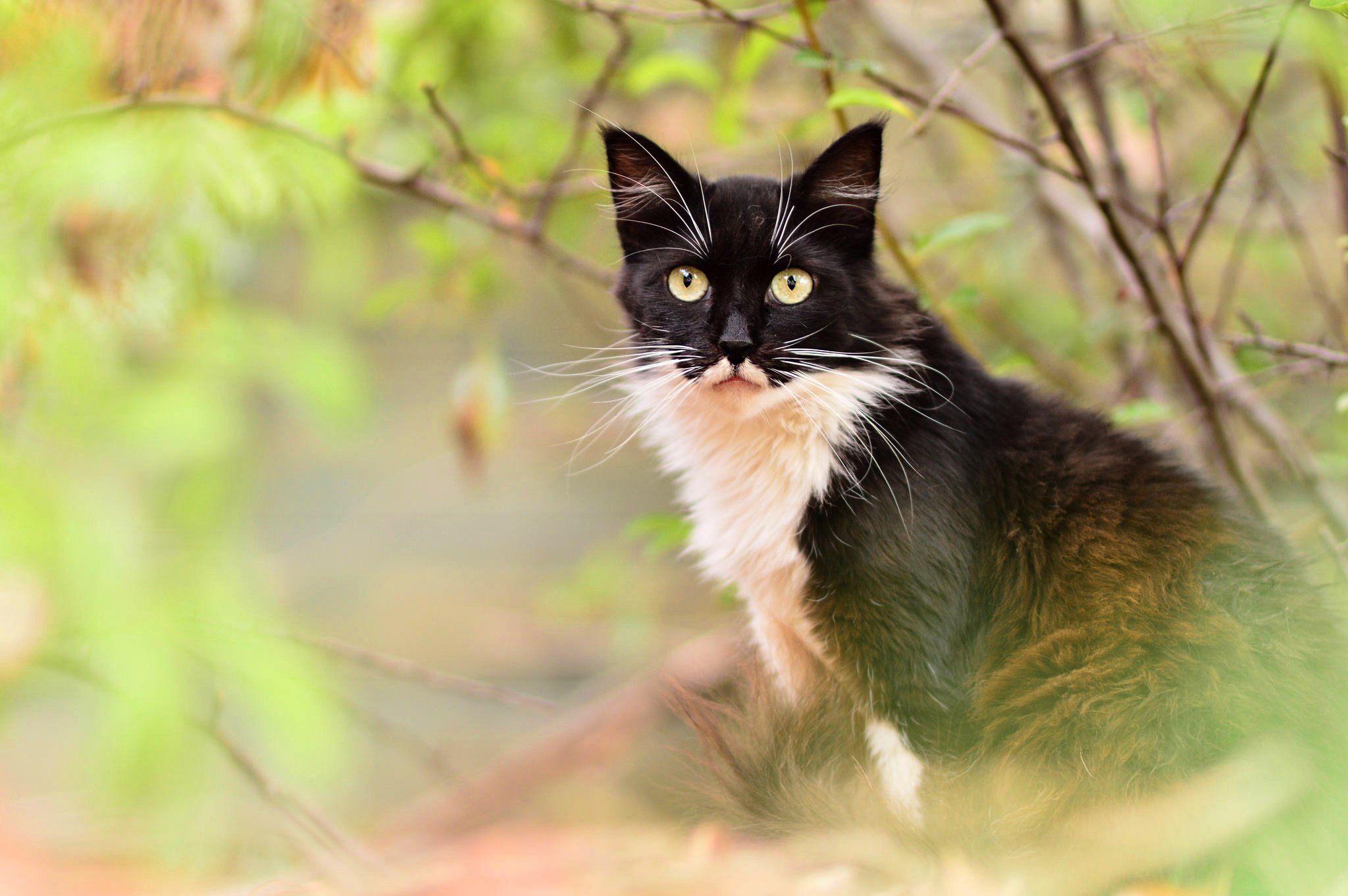 無料モバイル壁紙動物, ネコ, 猫, 見詰めるをダウンロードします。