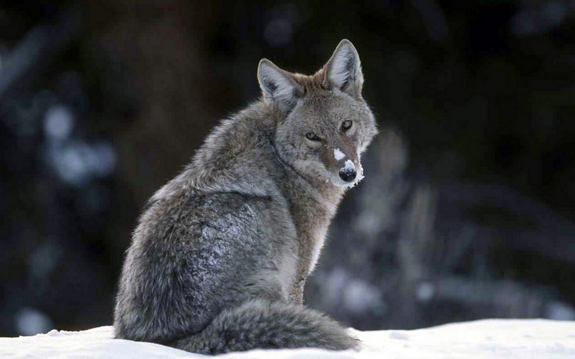 567972 descargar fondo de pantalla coyote, animales: protectores de pantalla e imágenes gratis