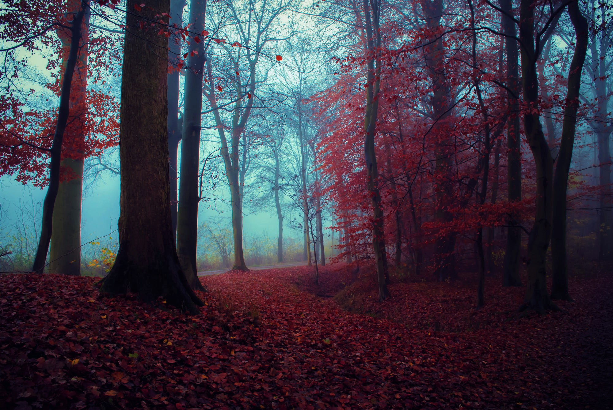 Free download wallpaper Forest, Fall, Earth on your PC desktop